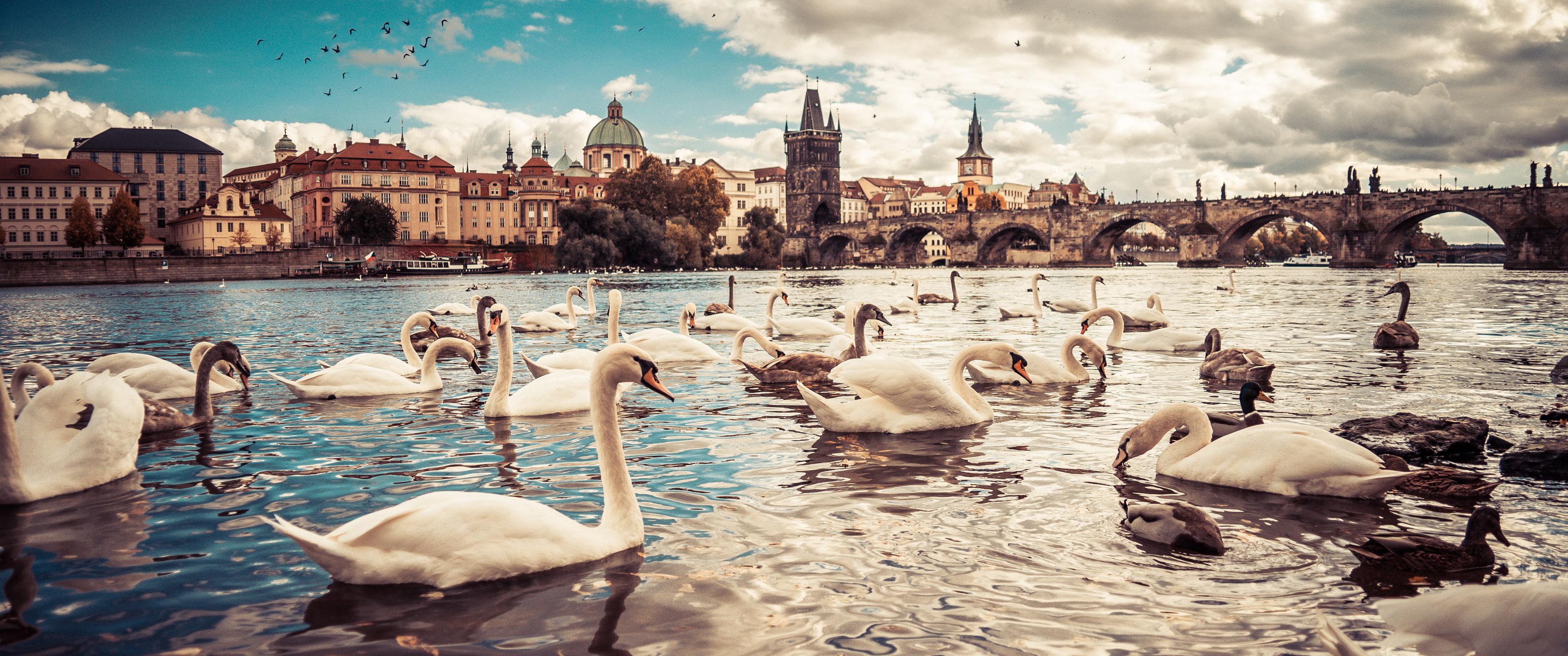 cloud - sky, river, group of animals, built structure, animals, geese, flock of birds, water bird, swan, Moldau River, Prague, bird, blue, Czech Republic, HD Wallpaper