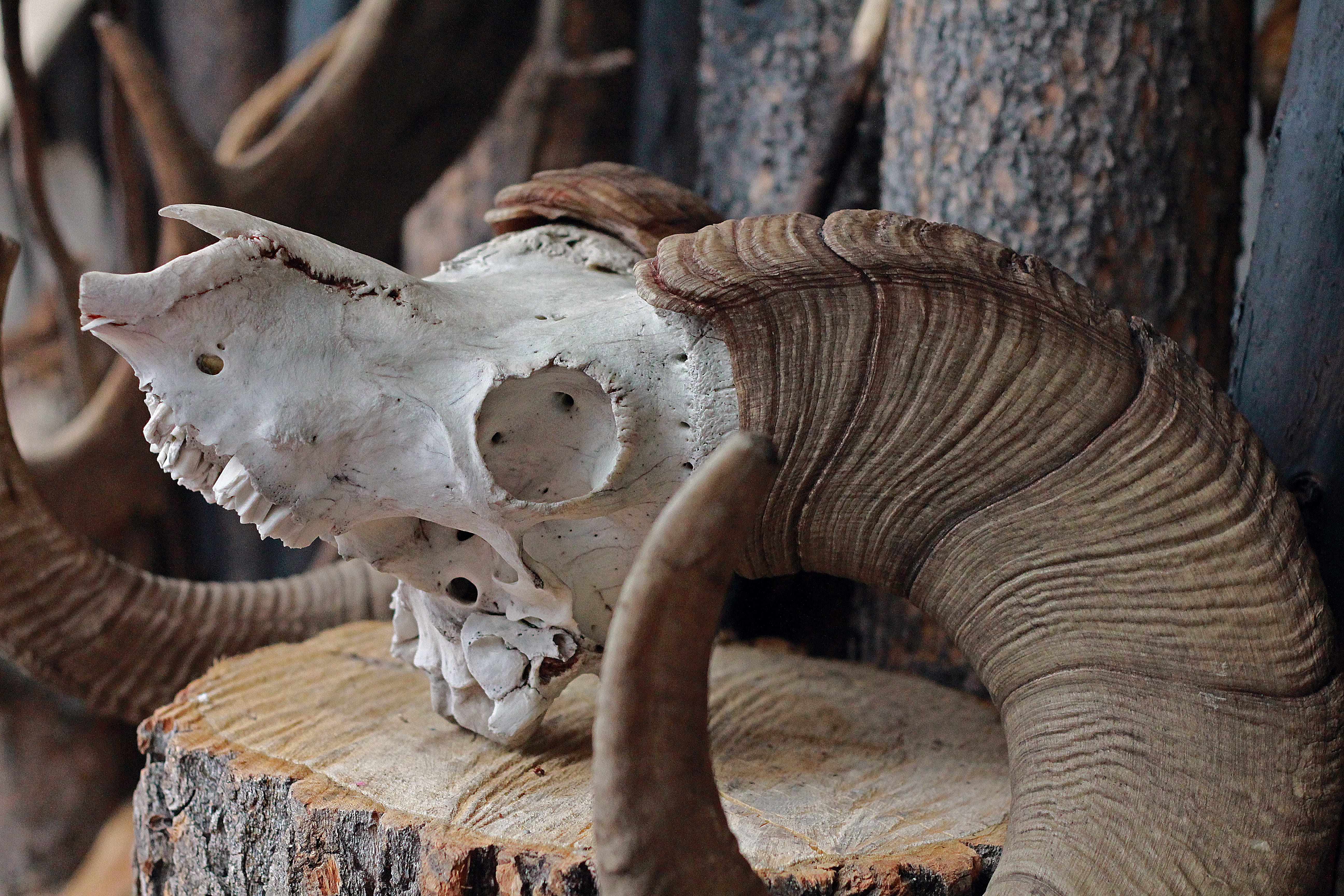 ram, animal wildlife, close-up, focus on foreground, representation, skeleton, 5K, animal teeth, animal representation, animal skull, skull, cave and basin national historic site, HD Wallpaper