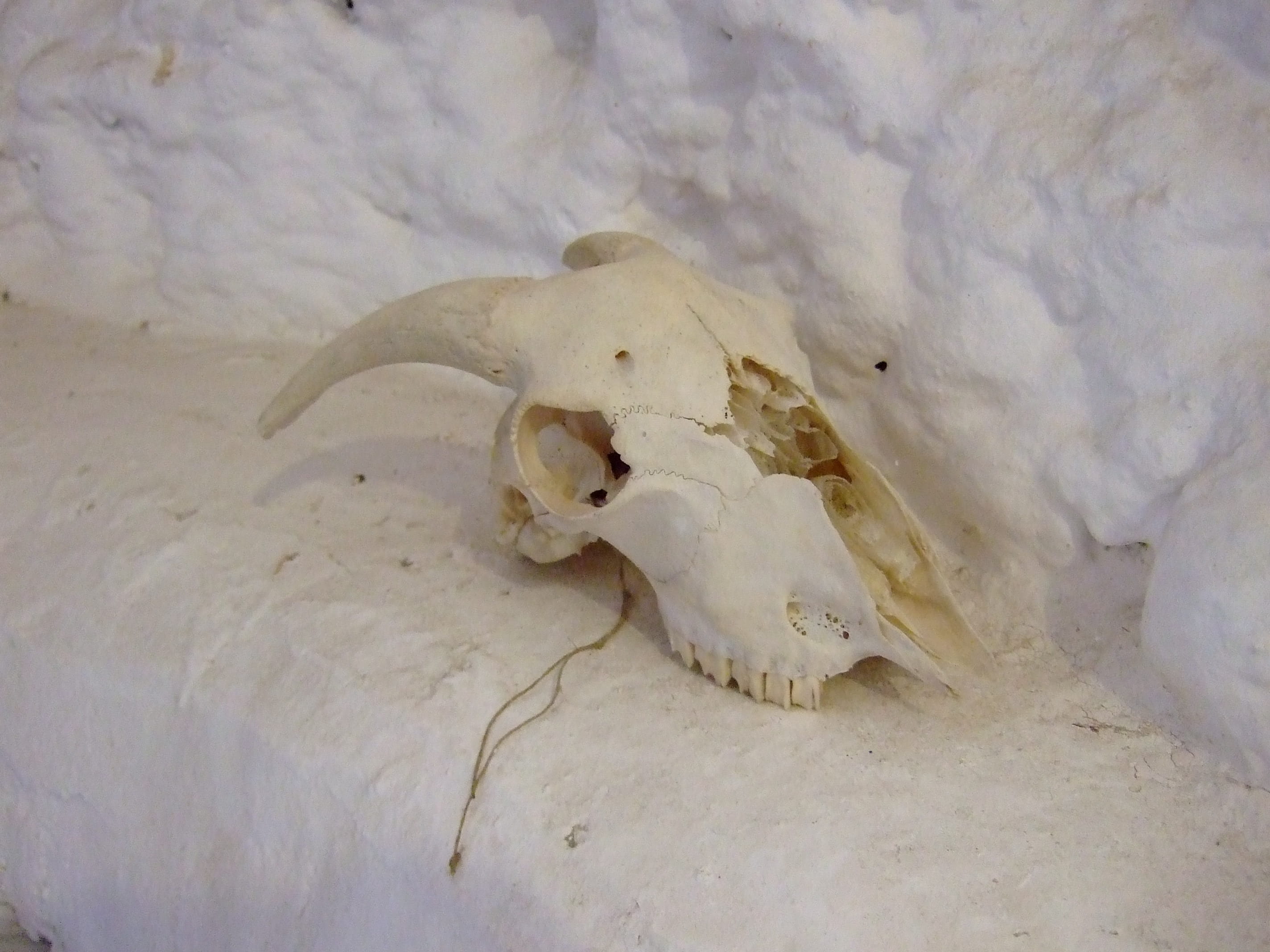animal themes, body part, horned, Skull, 2K, no people, Granada, animal bone, indoors, mammal, animal skeleton, white color, sacromonte, animal, cave, HD Wallpaper