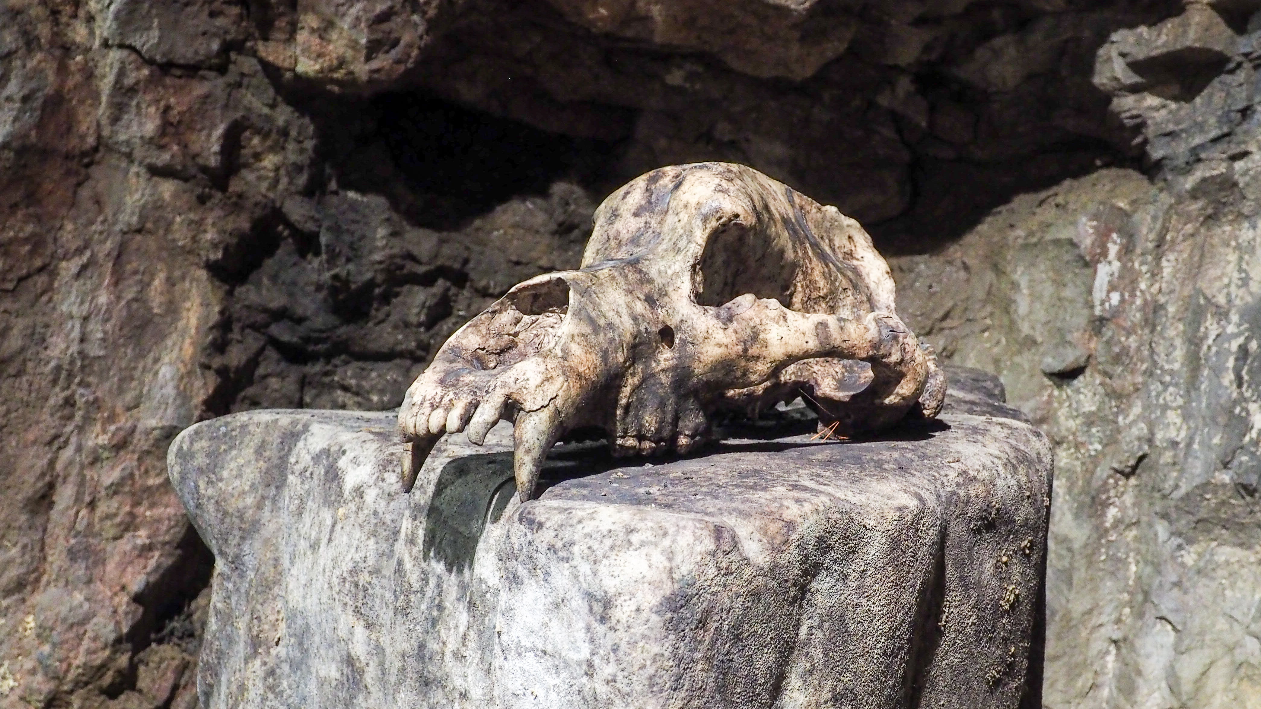 rock, 4K, no people, focus on foreground, solid, bear, animal themes, vertebrate, bone, cave, sunlight, animals in the wild, animal, rock - object, one animal, HD Wallpaper
