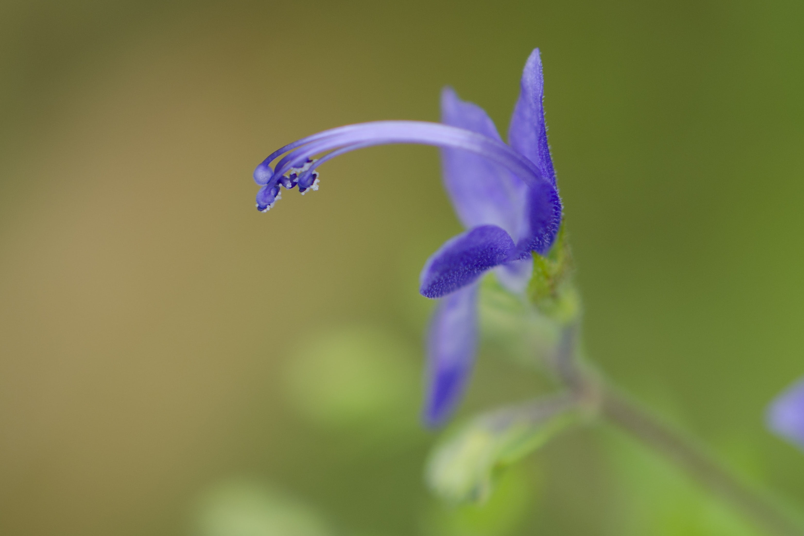 flower head, august, purple, beauty in nature, flower, no people, dew, fragility, vulnerability, wildflower, nature, iris - plant, flowering plant, 2K, HD Wallpaper