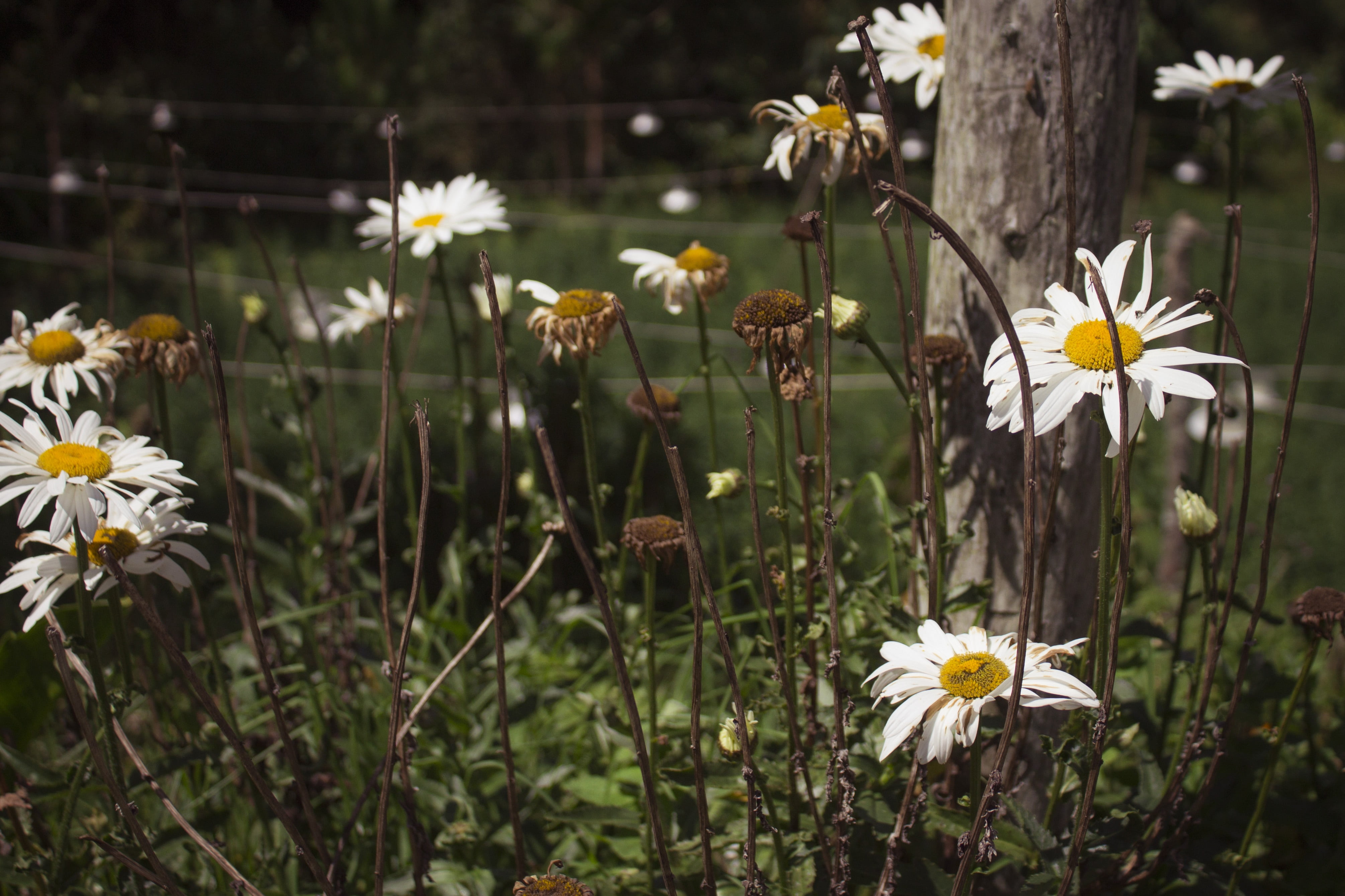 flower, 4K, landscape, yellow, vulnerability, inflorescence, naturaleza, flores, white color, beauty in nature, nature, flower head, flowers, beside, no people, HD Wallpaper