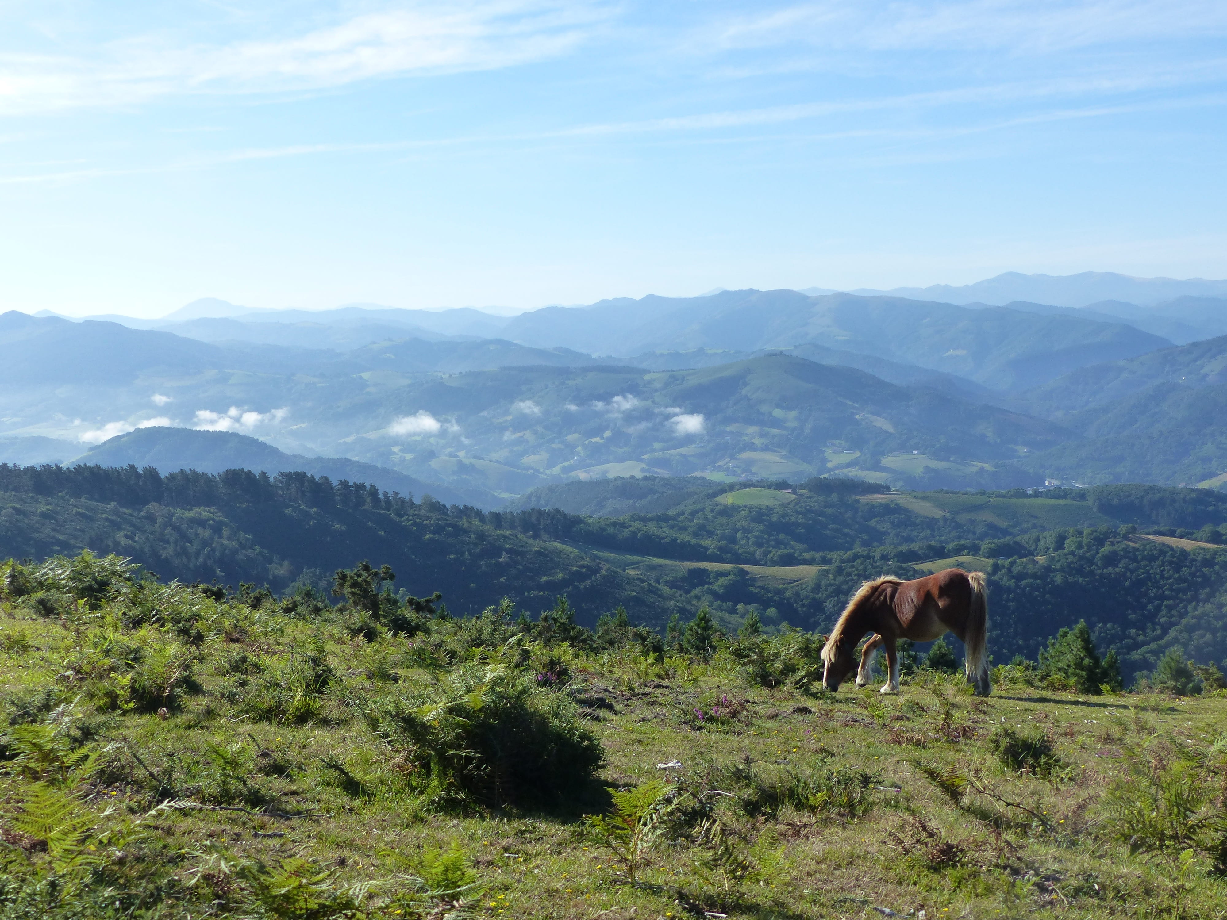 sky, tranquil scene, landscape, vertebrate, domestic animals, land, outdoors, pyrénées, pets, nature, animal, animal themes, no people, basque country, HD Wallpaper