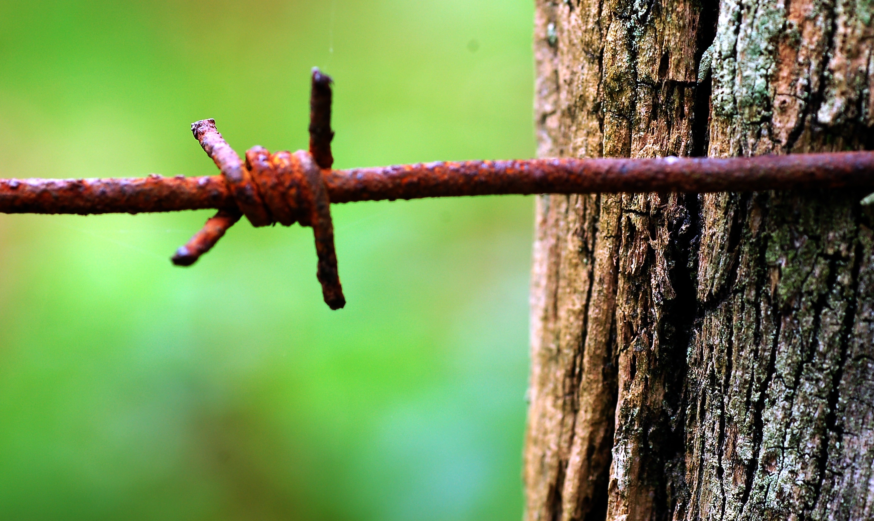 close-up, oxide, protection, rusty, focus on foreground, barrier, day, safety, outdoors, nature, 2K, plant, no people, euskadi, fence, barbed wire, tree, HD Wallpaper