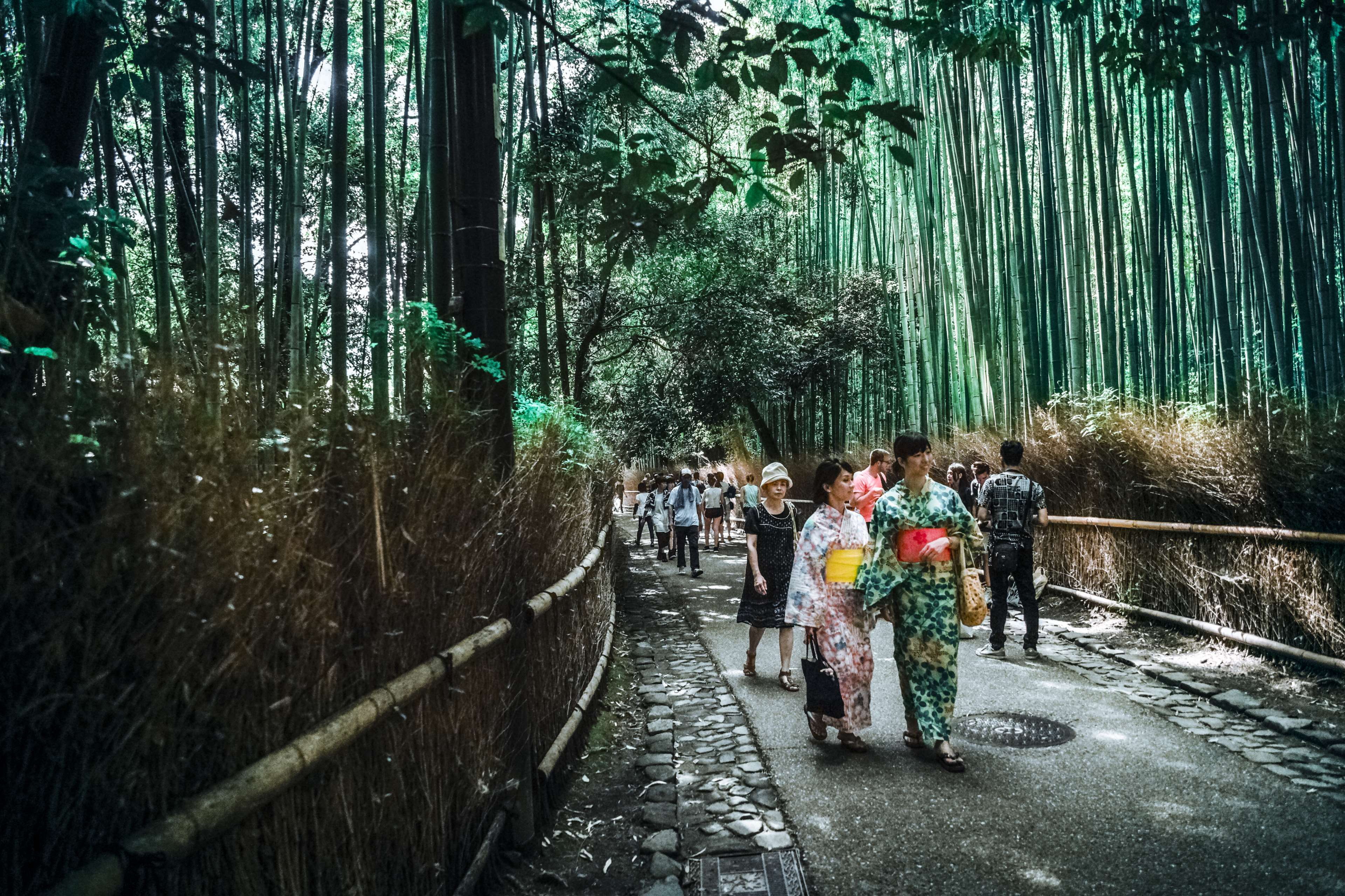 the way forward, pavement, nature, bamboo trees, tree, togetherness, lifestyles, japan, men, environment, outdoors, water, direction, group of people, scenic, HD Wallpaper