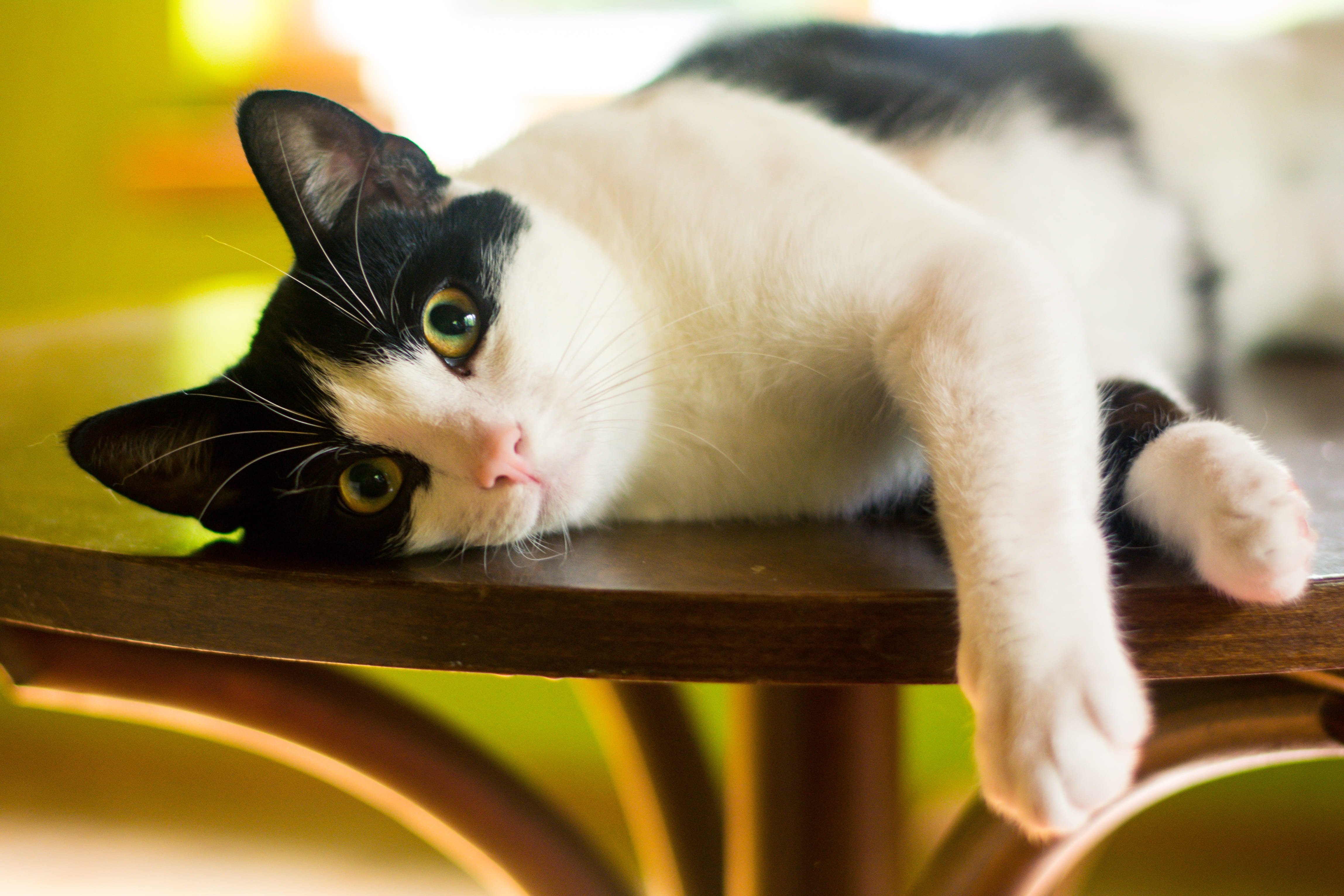 black and white, looking, laziness, mammal, tomcat, focus on foreground, portrait, black, futrzak, coat, Pet, animal, vertebrate, Kitten, no people, animal eye, HD Wallpaper