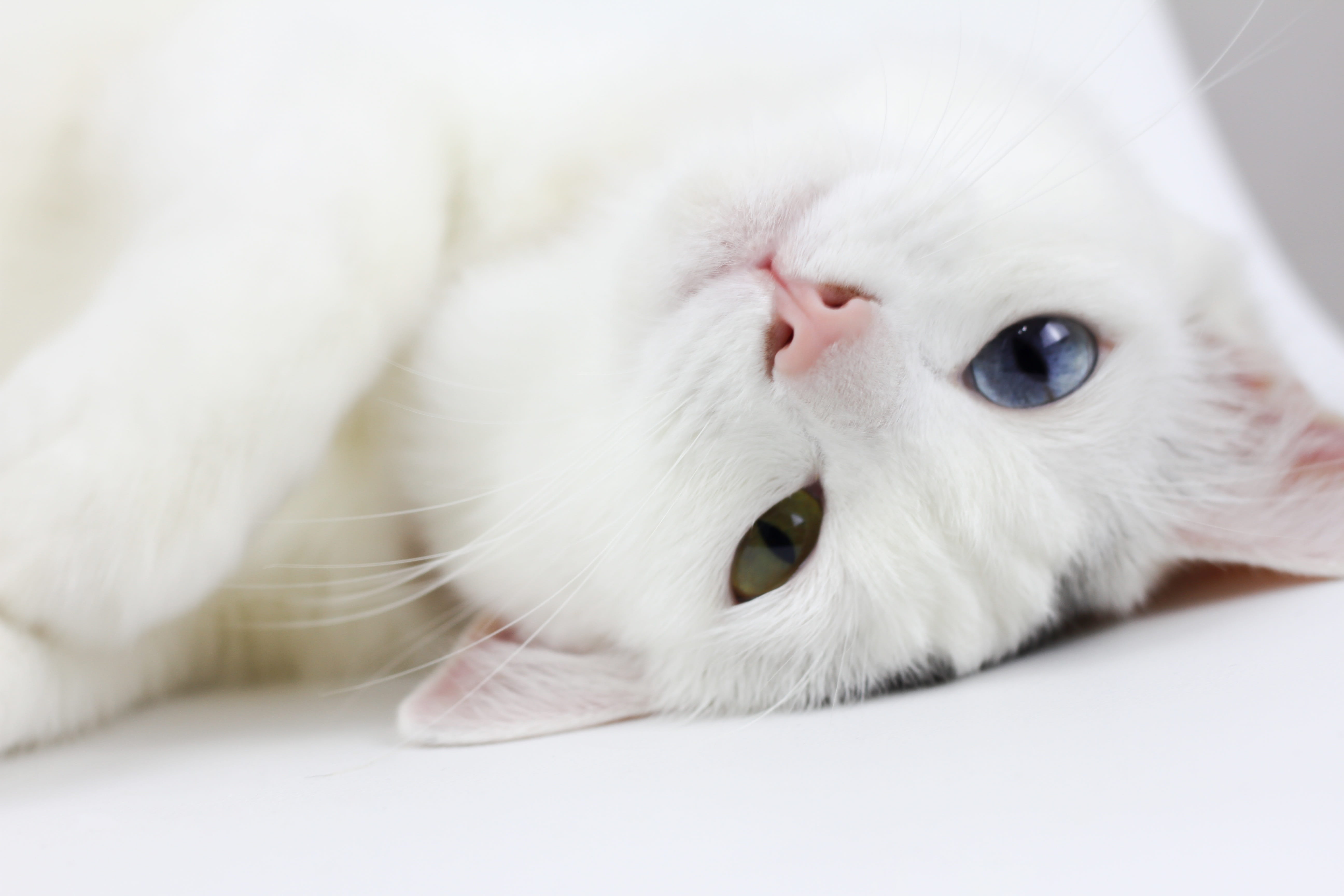 looking at camera, different colored eyes, vertebrate, cat, domestic, white color, mammal, feline, animal body part, close-up, one animal, 5K, persian cat, HD Wallpaper