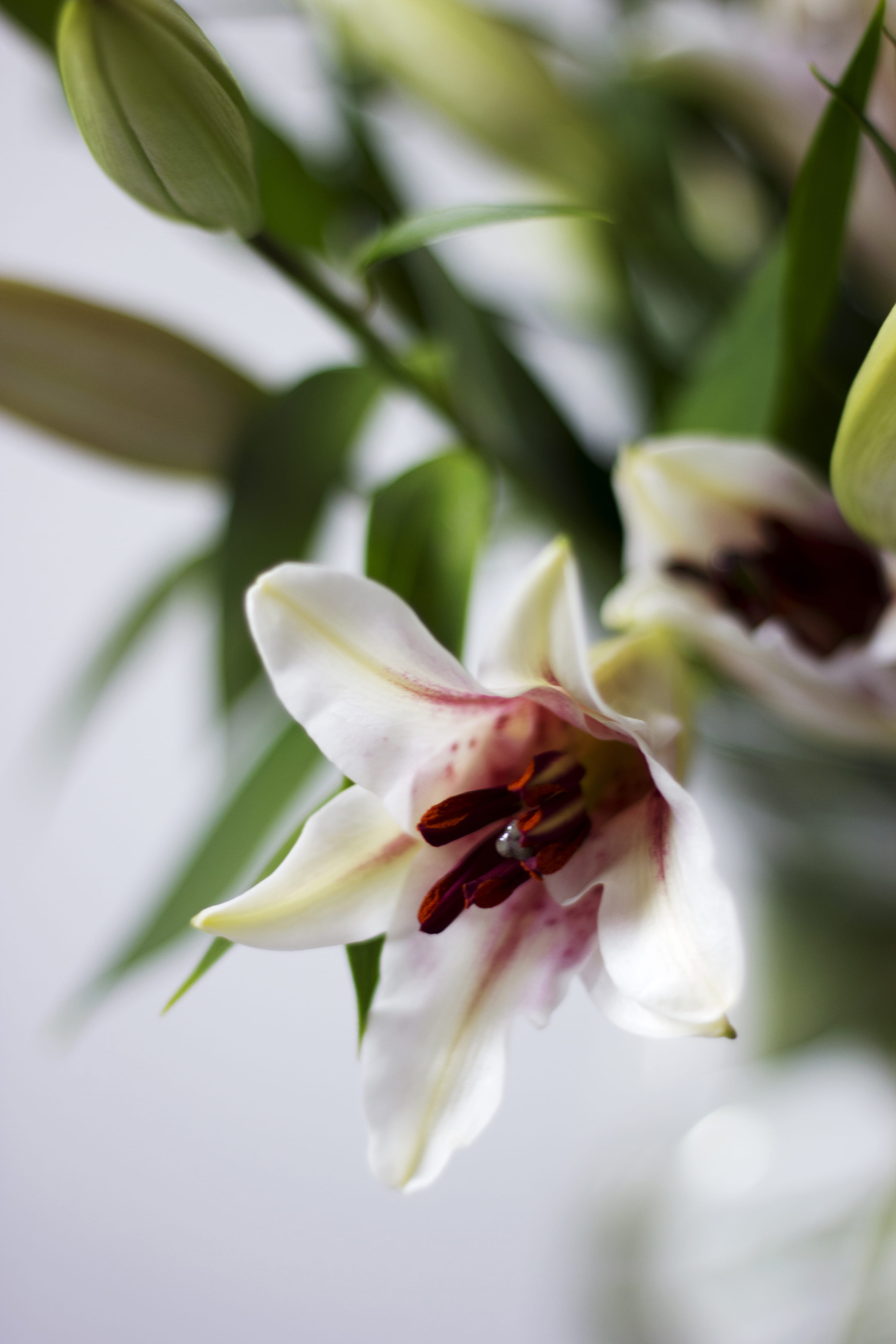 flower, close-up, pollen, floral, growth, selective focus, flowering plant, no people, freshness, nature, beauty in nature, white color, lillies, bloemen, Phone HD Wallpaper