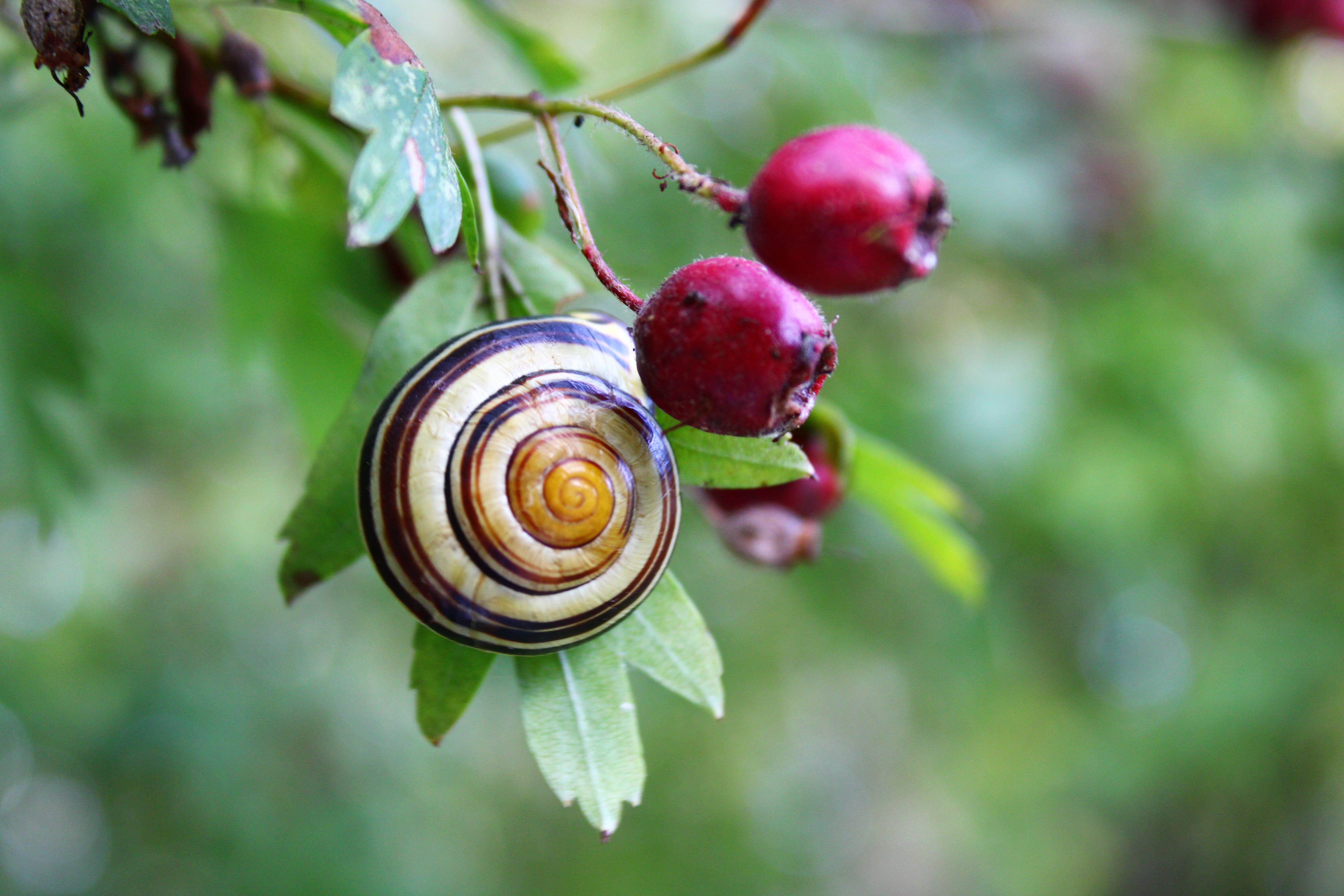 plant part, mollusk, leaf, rood, plant, fruit, outdoors, gastropod, animal wildlife, vruchten, therapeutic, meidoorn, rozen, 5K, hagedoorn, slowly, shell, HD Wallpaper
