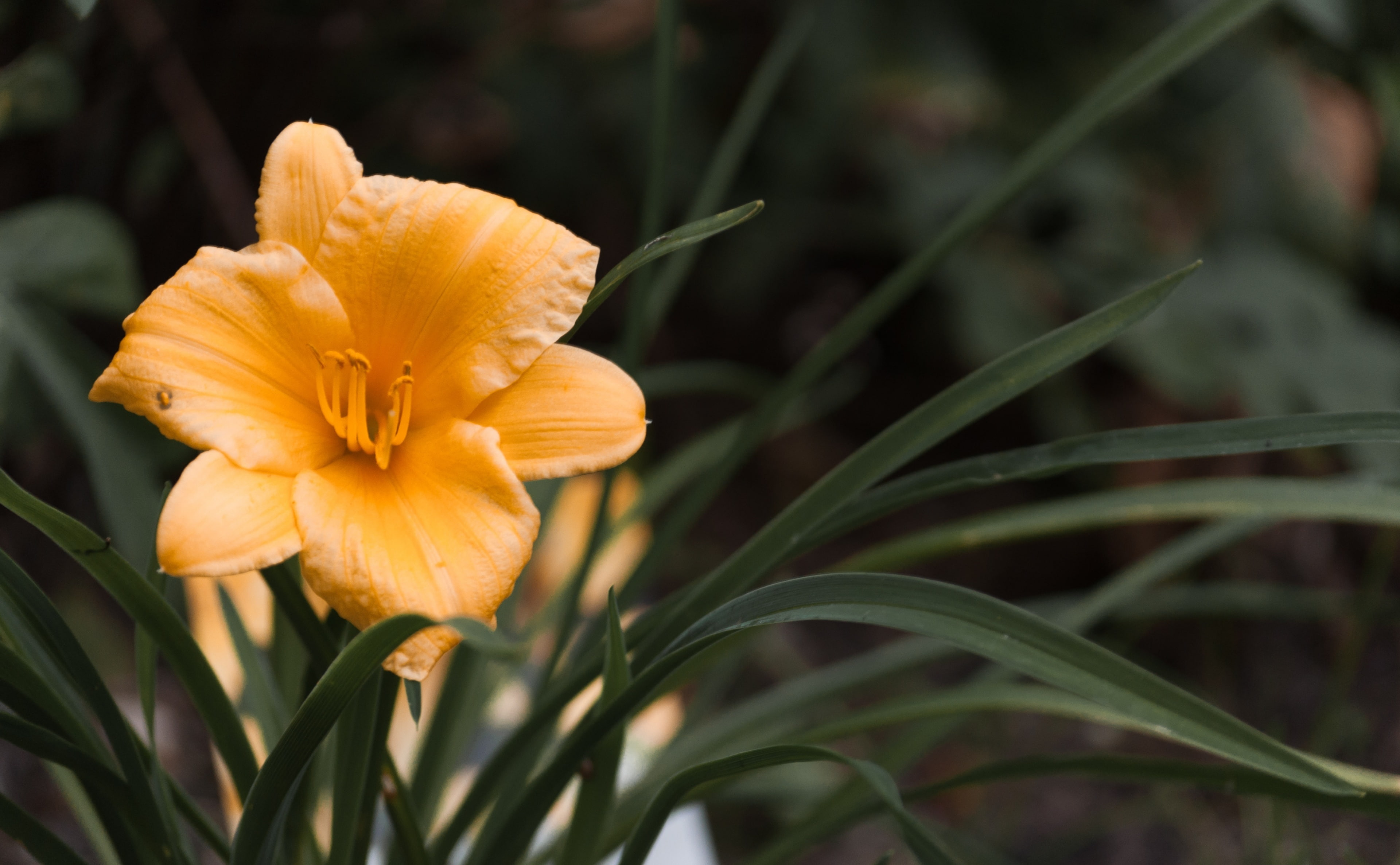 flowering plant, close-up, flower head, petal, green color, 4K, infocus, day, bloem, Other, pollen, 55200, Nature, focus on foreground, Flowers, flower, HD Wallpaper
