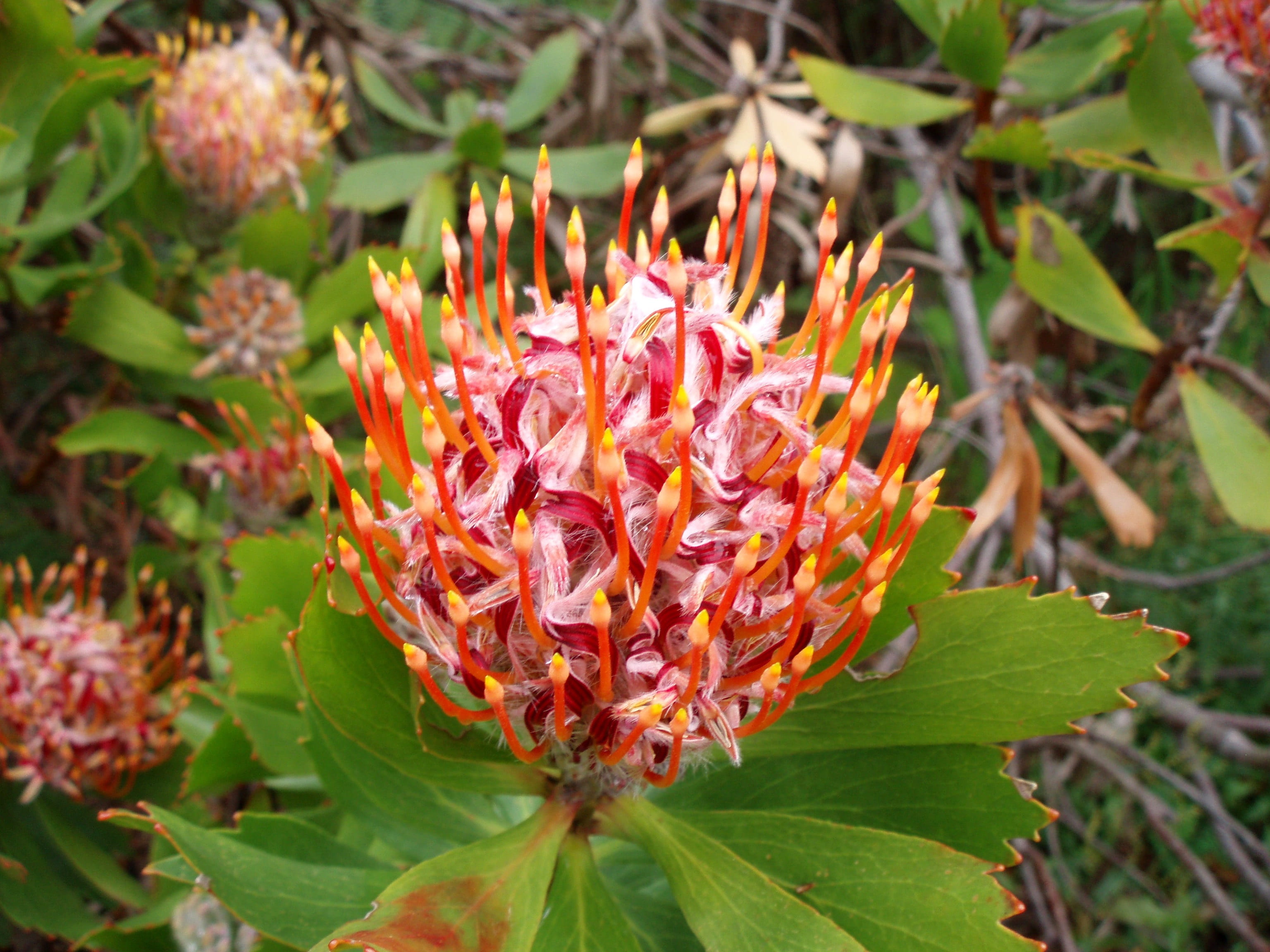 flower head, petal, freshness, green color, bloem, beauty in nature, plant part, outdoors, natuur, vulnerability, protea, flowering plant, pollen, tuinieren, HD Wallpaper