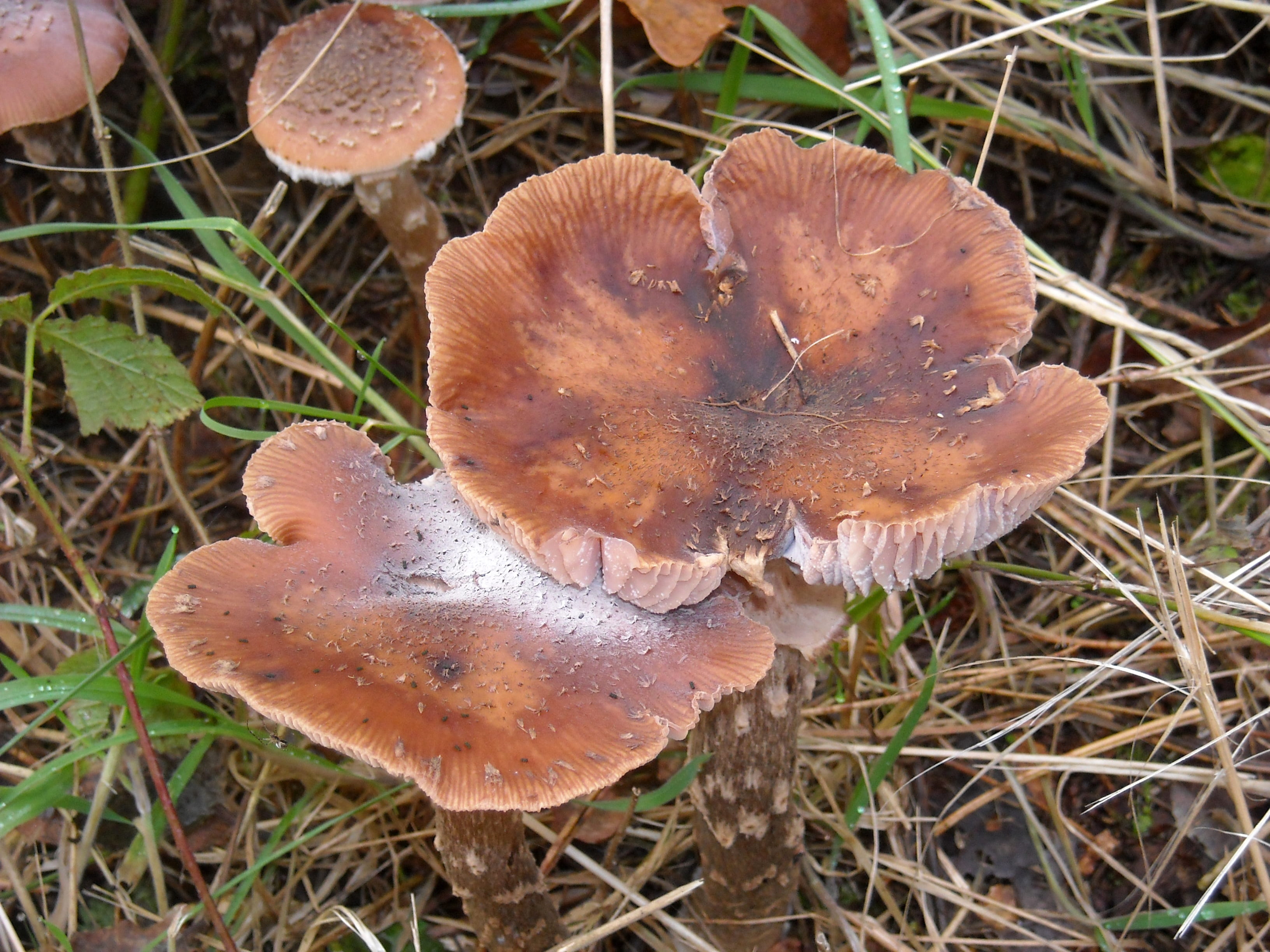 brown, vulnerability, natuur, outdoors, vegetable, high angle view, mushroom, plant, food, poisonous, close-up, field, day, paddestoel, growth, no people, HD Wallpaper