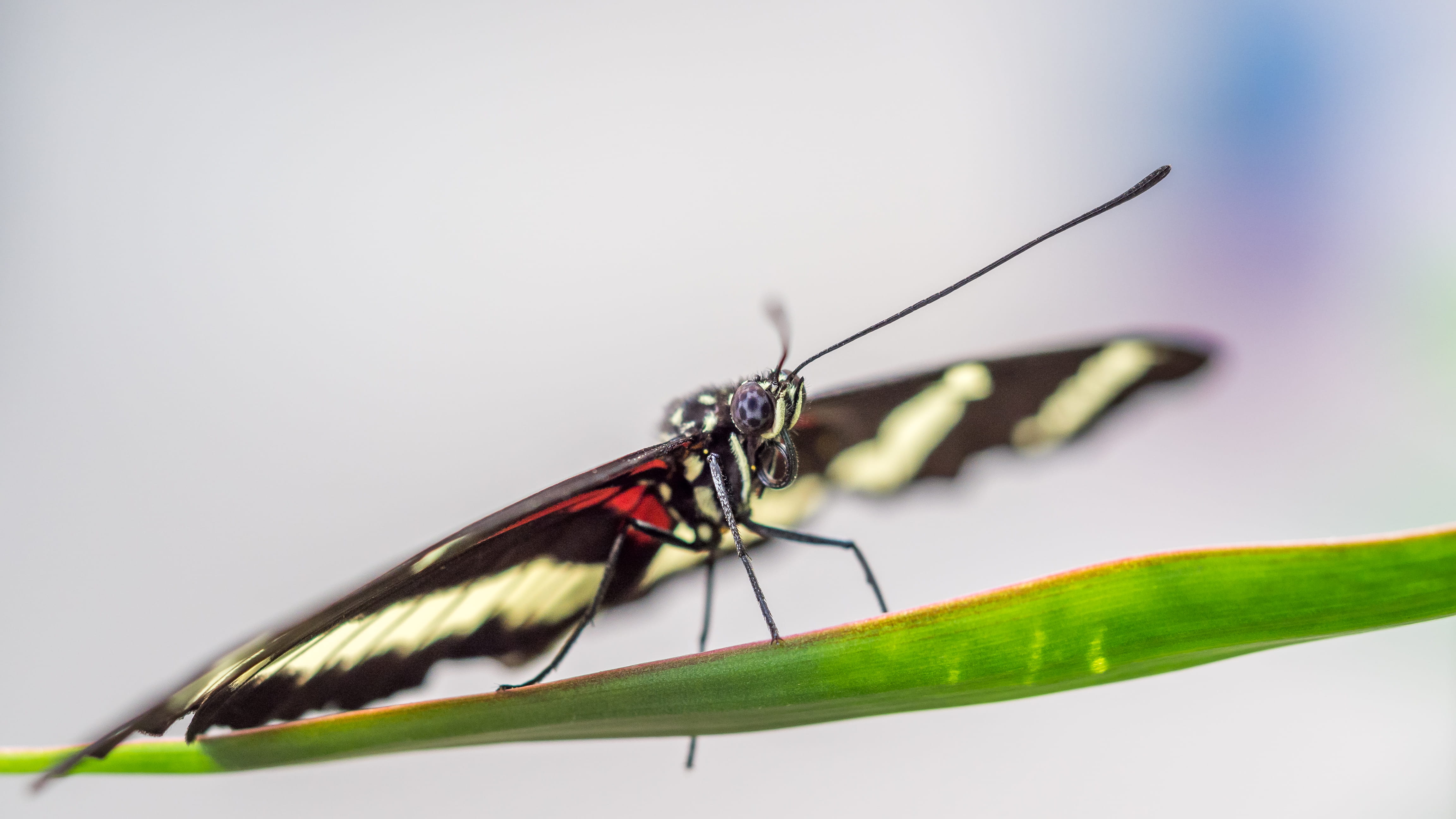 mosquito, animal wing, black, natuur, plant, green color, one animal, animals in the wild, animal, monarch, plant part, studio shot, animal antenna, vlinder, HD Wallpaper