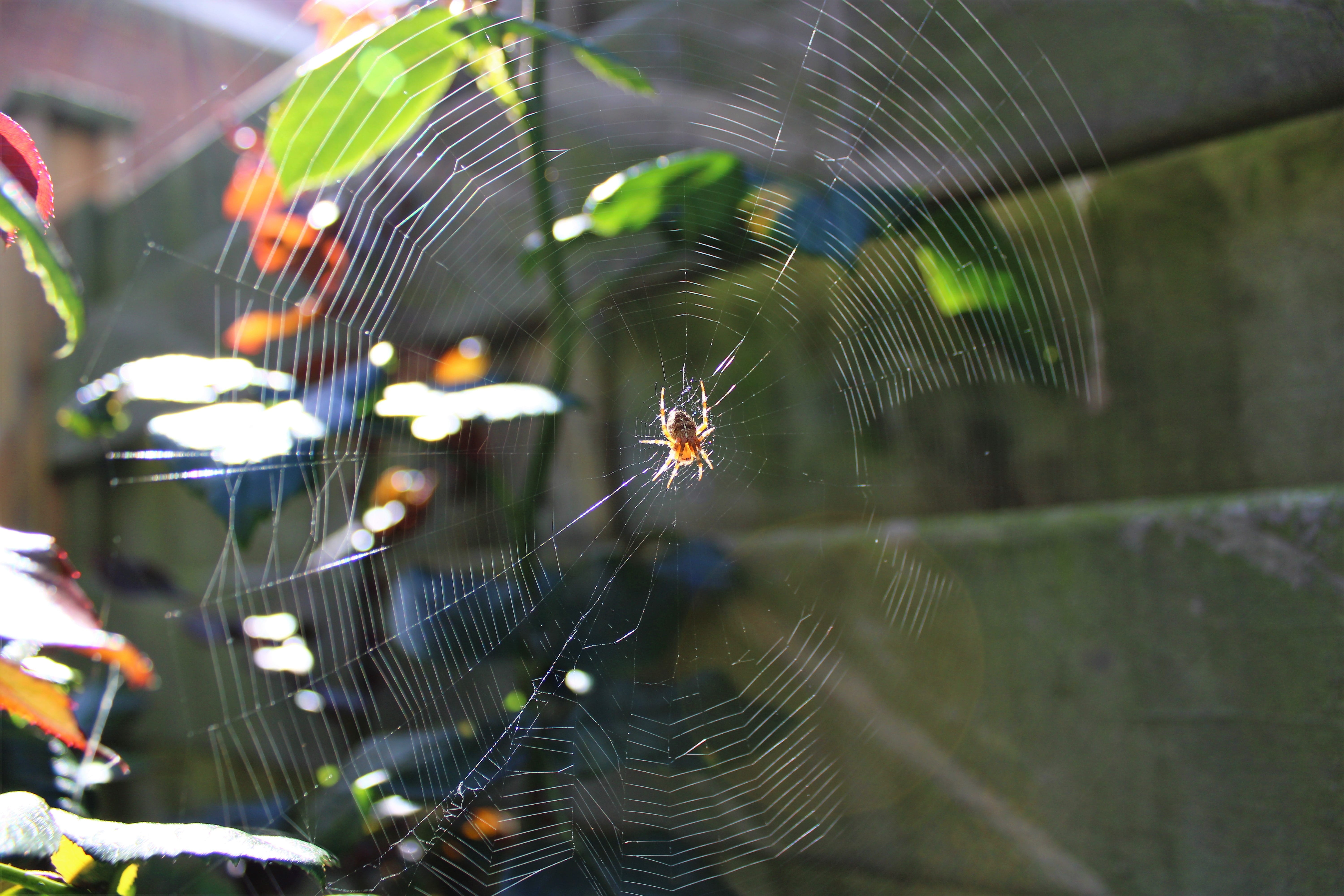 natural pattern, 5K, focus on foreground, macro, day, vulnerability, nature, animal wildlife, pearl, insect, invertebrate, natuur, spider, no people, outdoors, HD Wallpaper