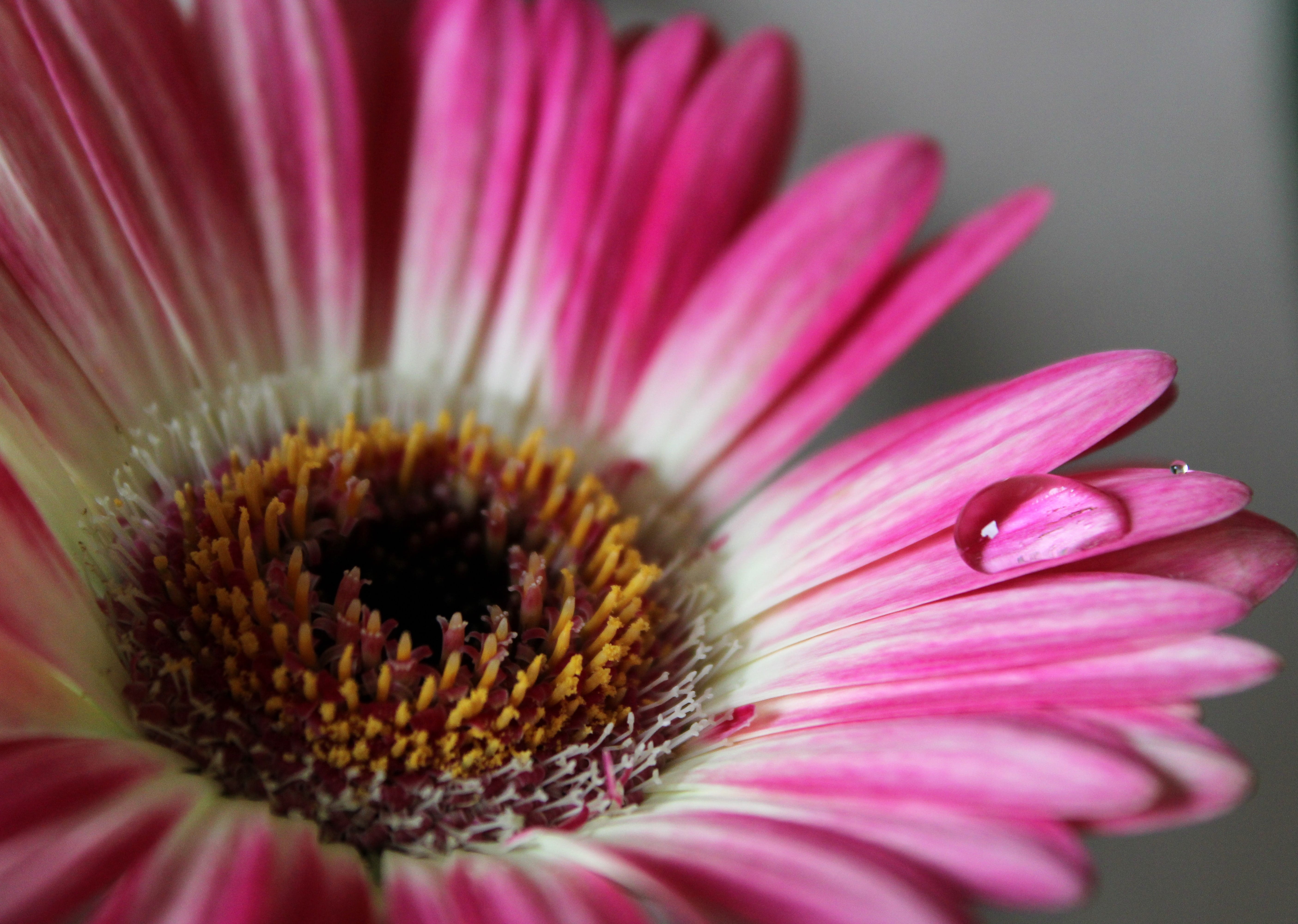 freshness, purple, macro, water drop, flower, fragility, focus on foreground, natuur, plant, pink color, growth, roze, petal, beauty in nature, selective focus, HD Wallpaper