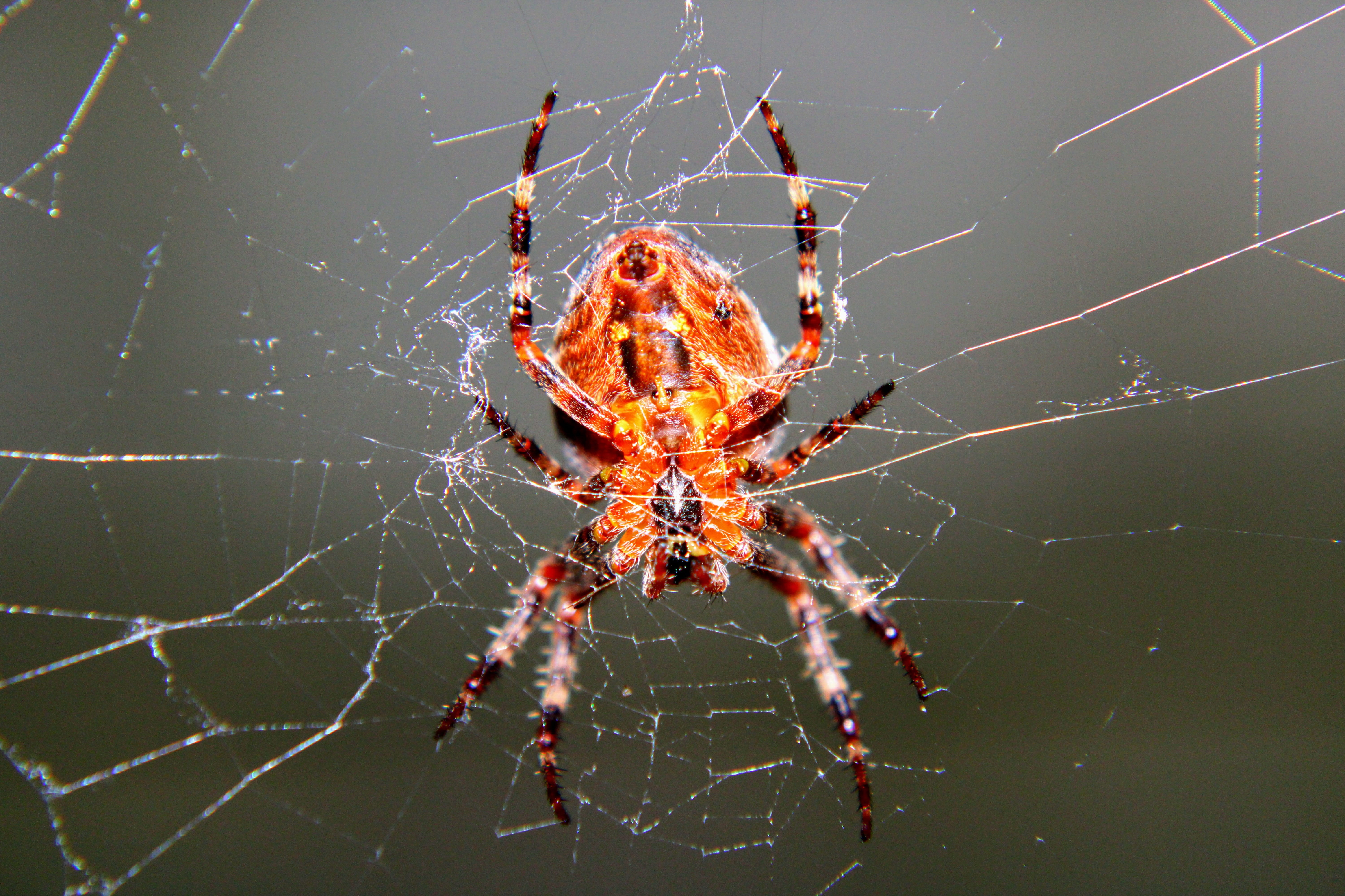 arthropod, araneus, no people, animals in the wild, fragility, arachnid, nature, fobie, animal wildlife, animal leg, animal, close-up macro, macro, 5K, HD Wallpaper