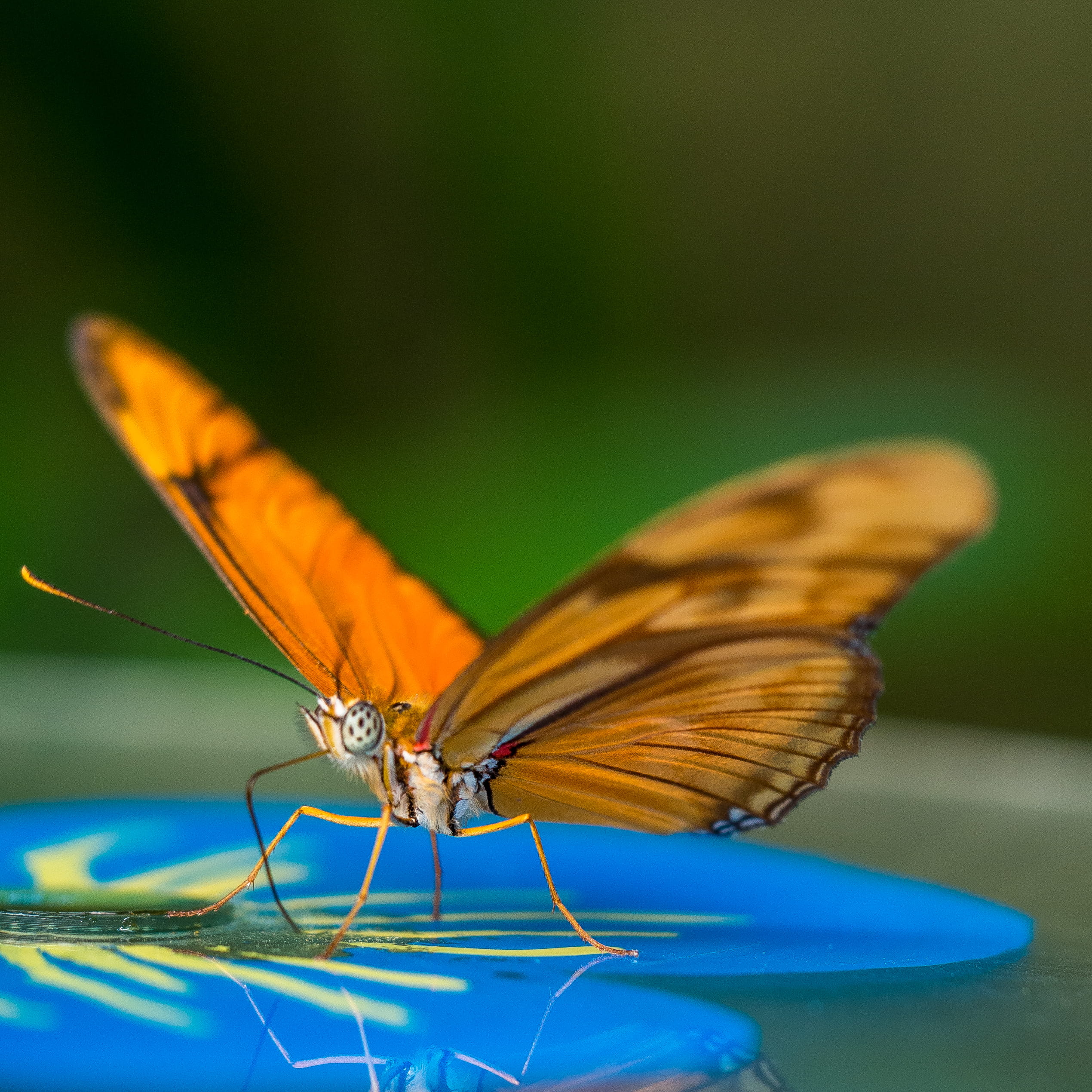 bee, animal wildlife, netherlands, vlinder, selective focus, pollination, one animal, butterfly - insect, photography, animal, no people, 1080P, blossom, Phone HD Wallpaper