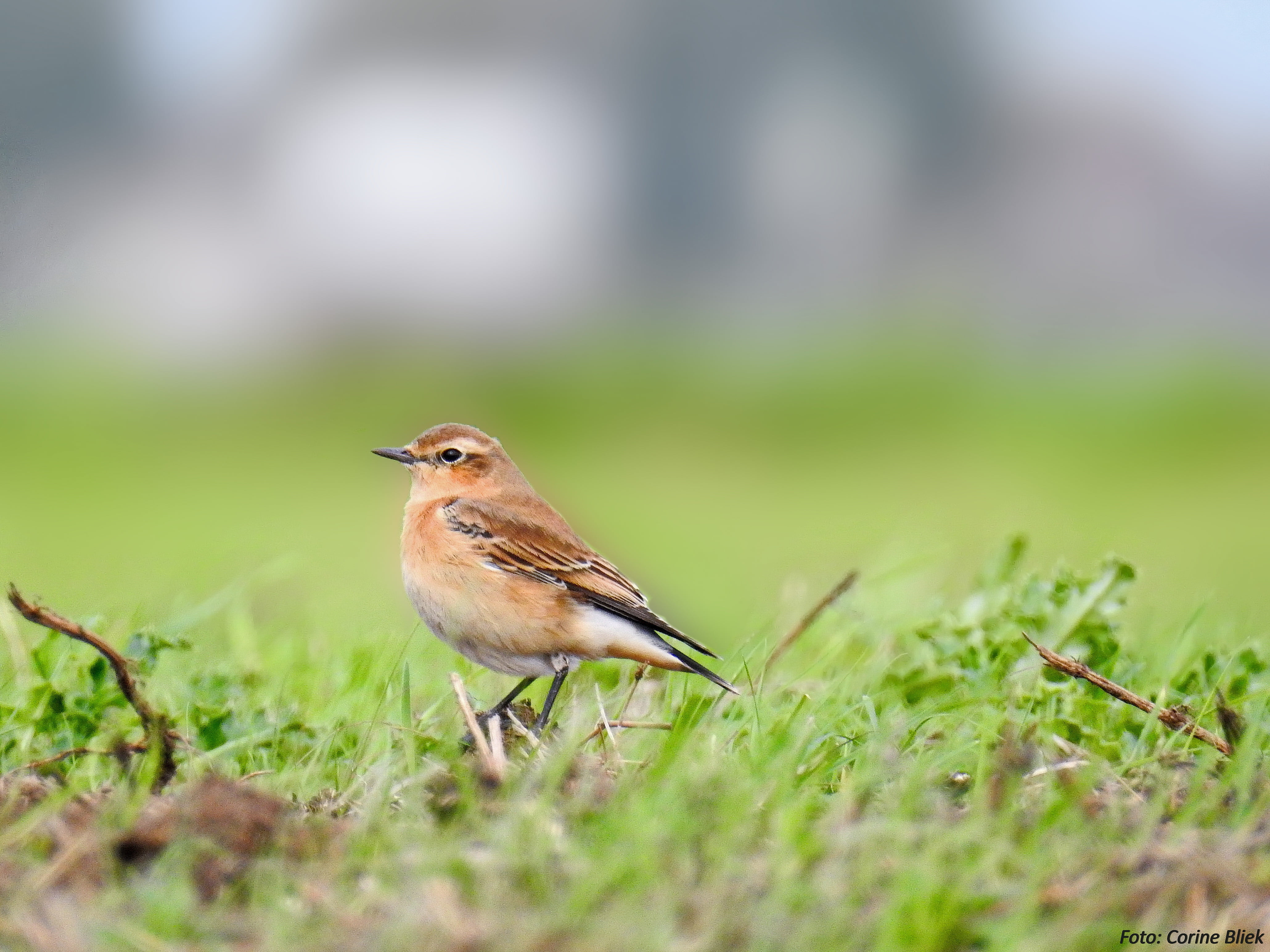 grass, passerine, bird Watching, 4K, animal, birds, brown bird, nature, natuur, bird, wildlife, outdoors, insectivorous, daytime, wheatear, Northern Wheatear, HD Wallpaper