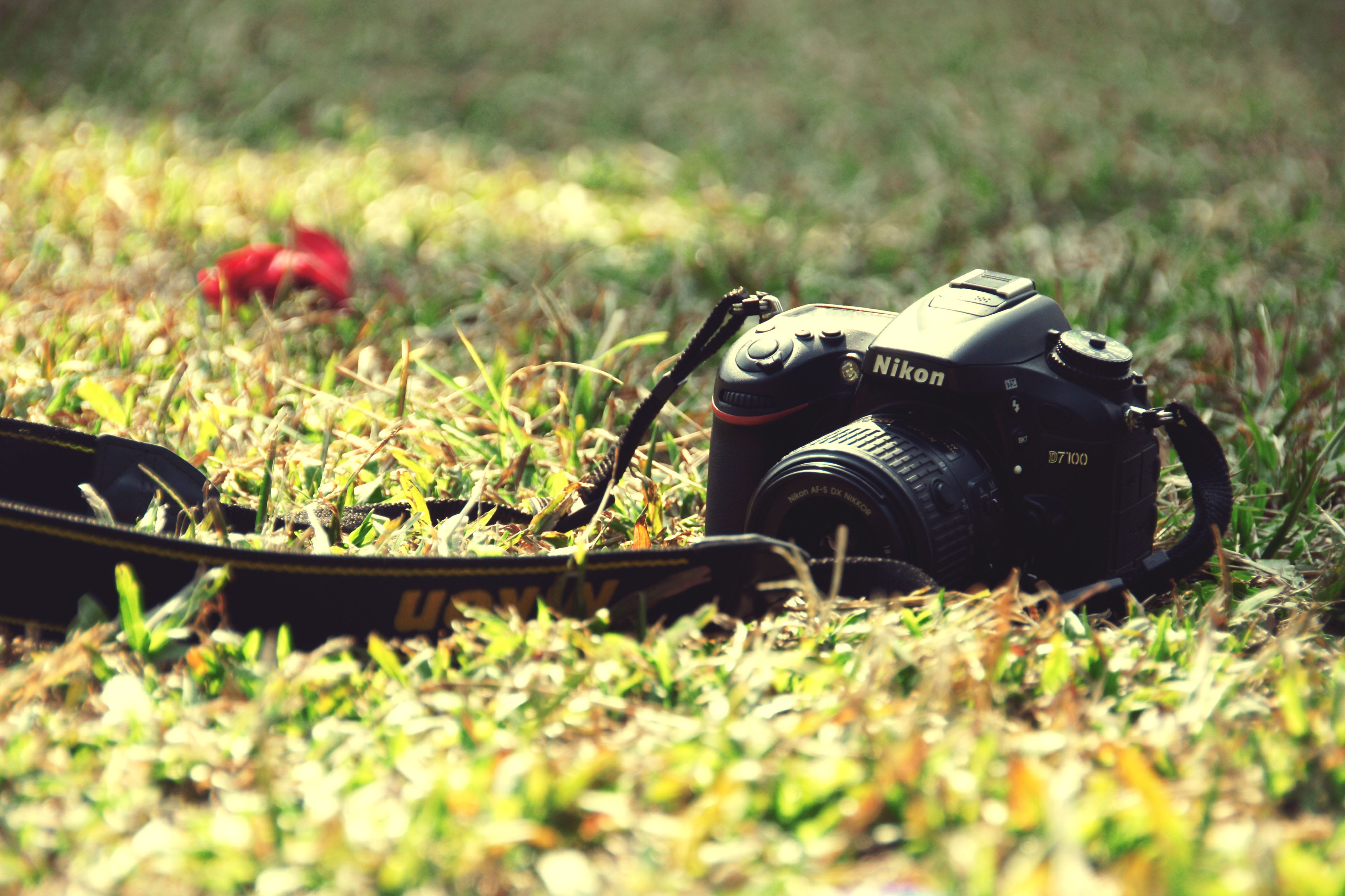 growth, equipment, photographic equipment, land, surface level, green color, black, selective focus, plant, field, photography themes, dslr, ground, digital camera, HD Wallpaper