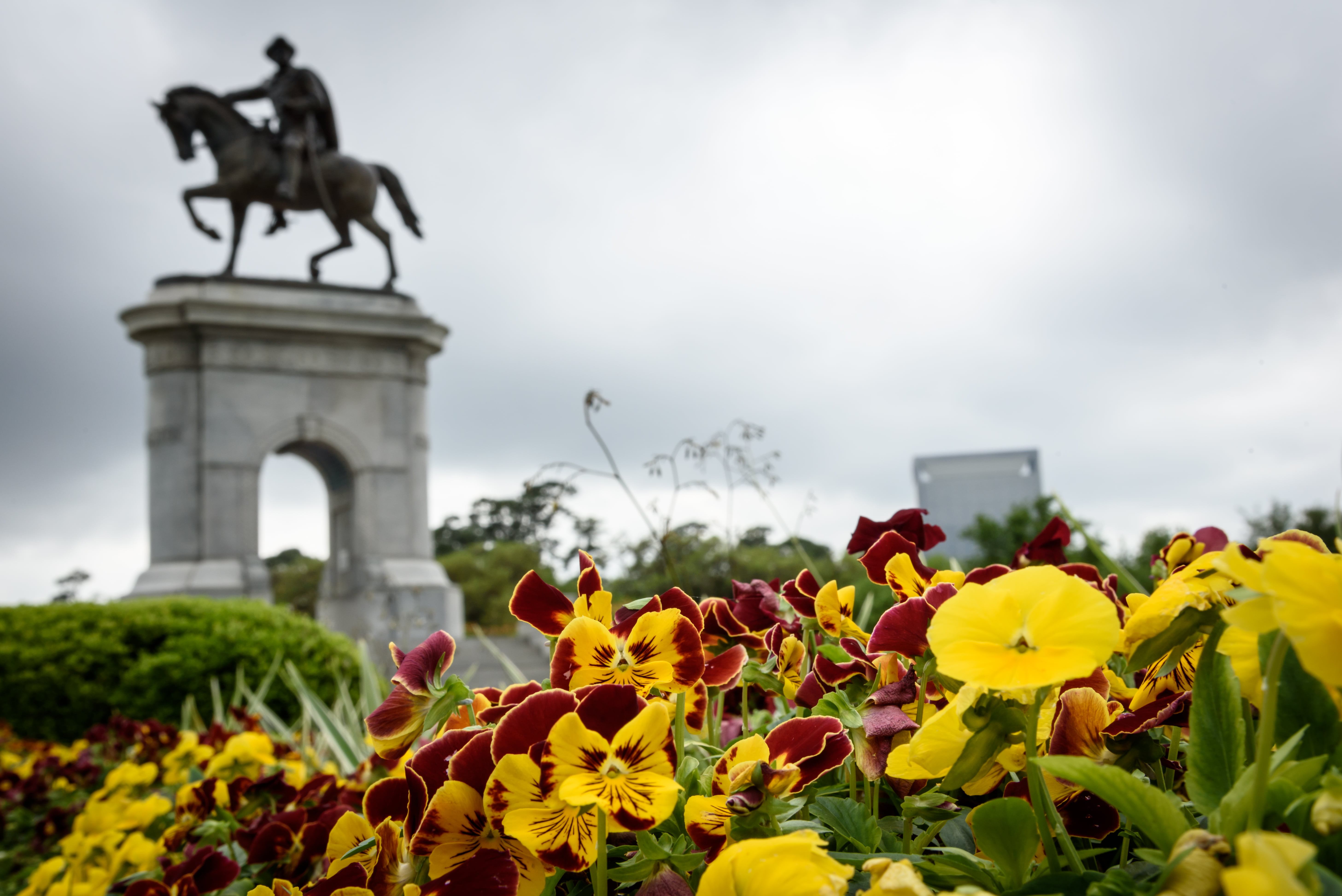 USA, architecture, texas, flower, red, Sam Houston, famous Place, d750, photo, yellow, 5K, nikon, HD Wallpaper