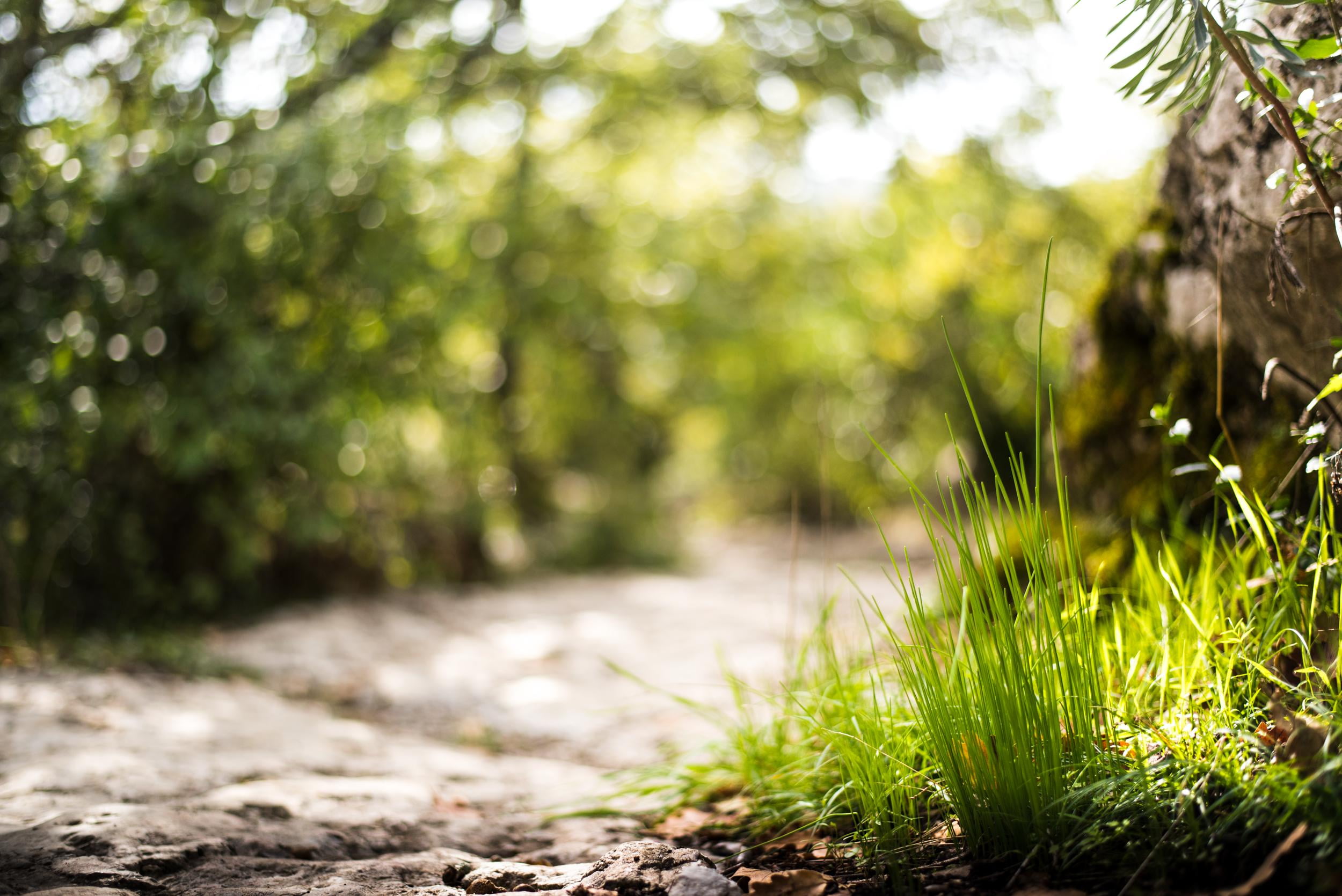 randonnée, plant, green field, scene, sunlight, quiet, Sur, focus, landscape, leaf, photo, summer, tree, outdoors, chemin, le sentier, shallow focus, 1080P, HD Wallpaper