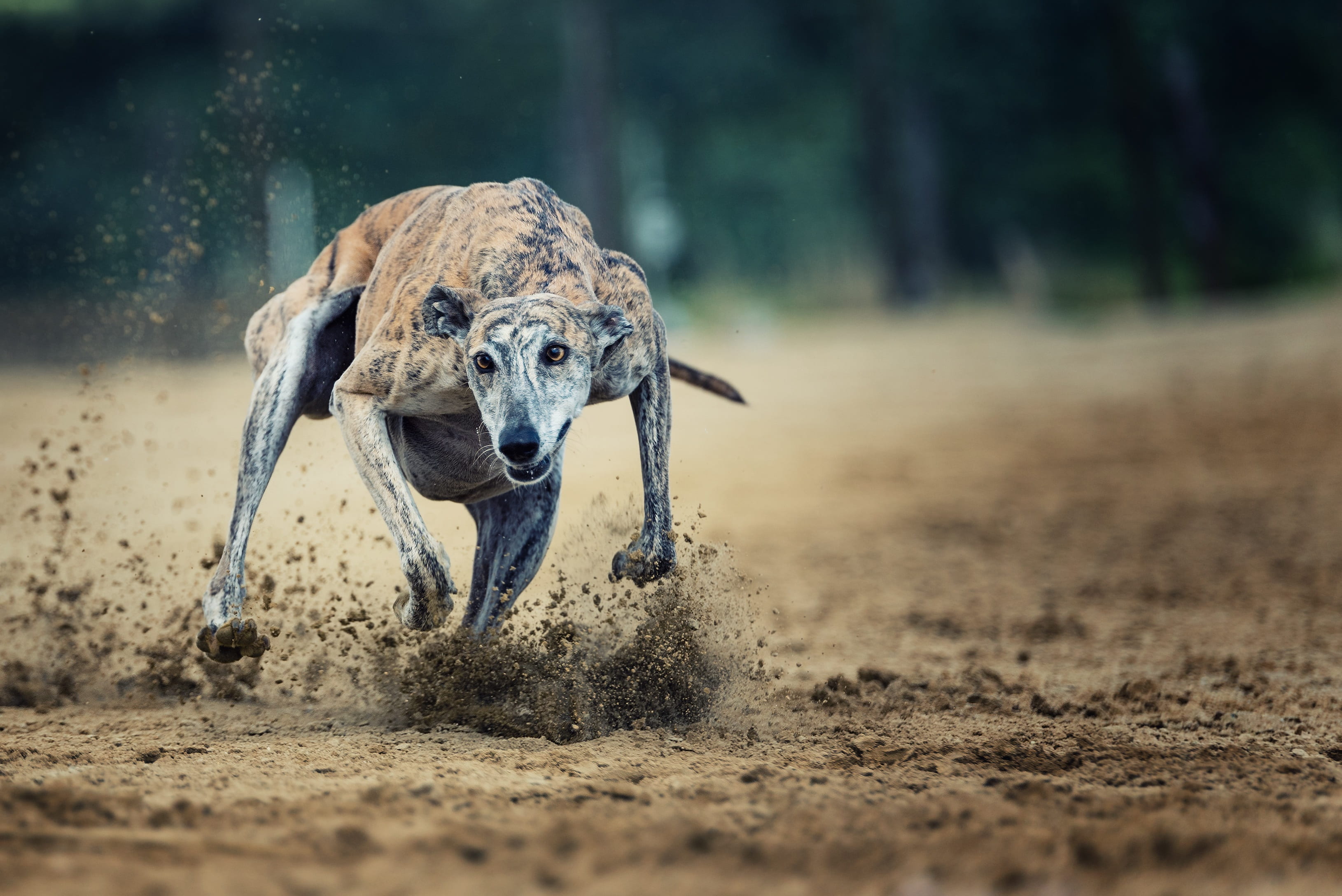 performance, move, speed, race, outdoors, racecourse, selective focus, running, dust, brown, nikon, aggression, sprint, mud, animals in the wild, movement, HD Wallpaper