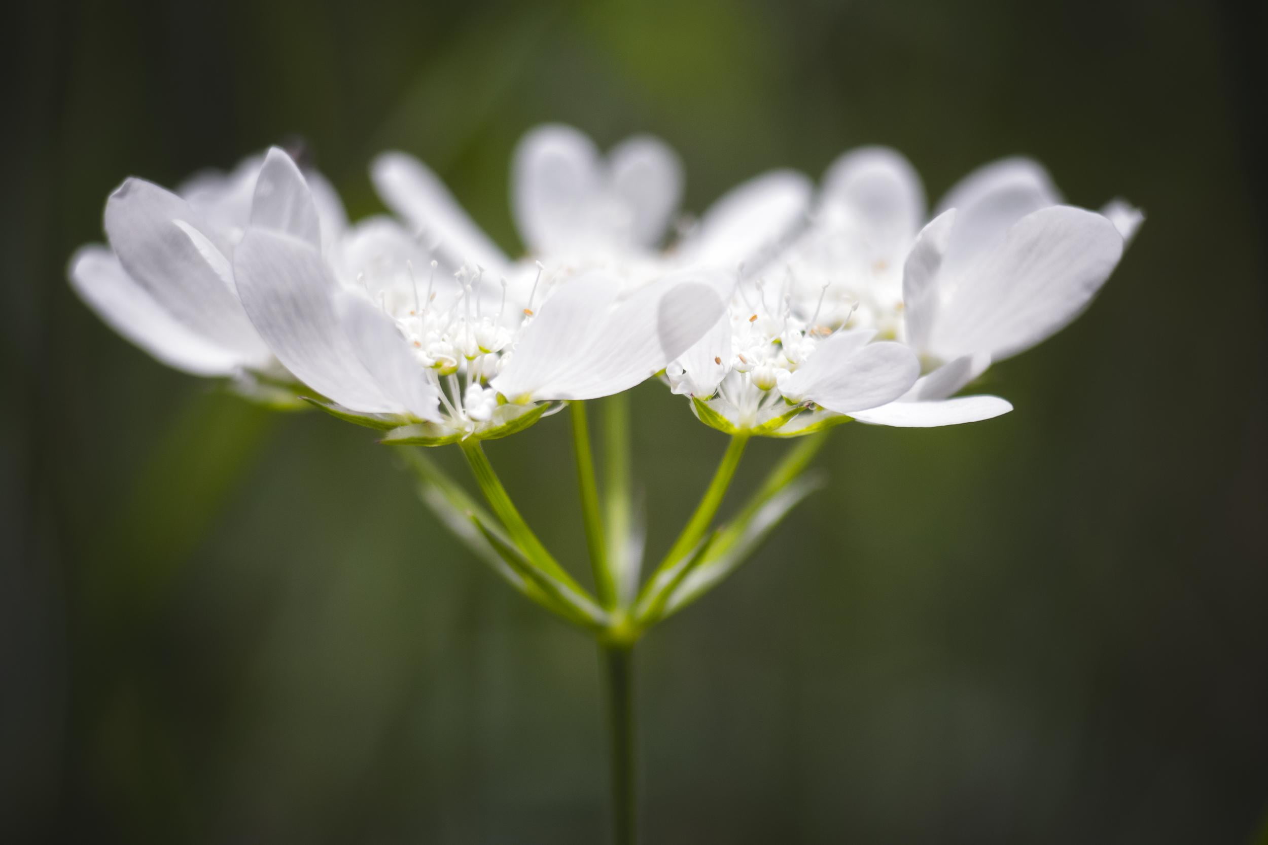 season, mm, petaled, nature, quiet, close up, petal, 1080P, plant, flower, macro, nikkor, white, Ill Take Care Of You, nikon  D750, bloom, beauty In Nature, HD Wallpaper
