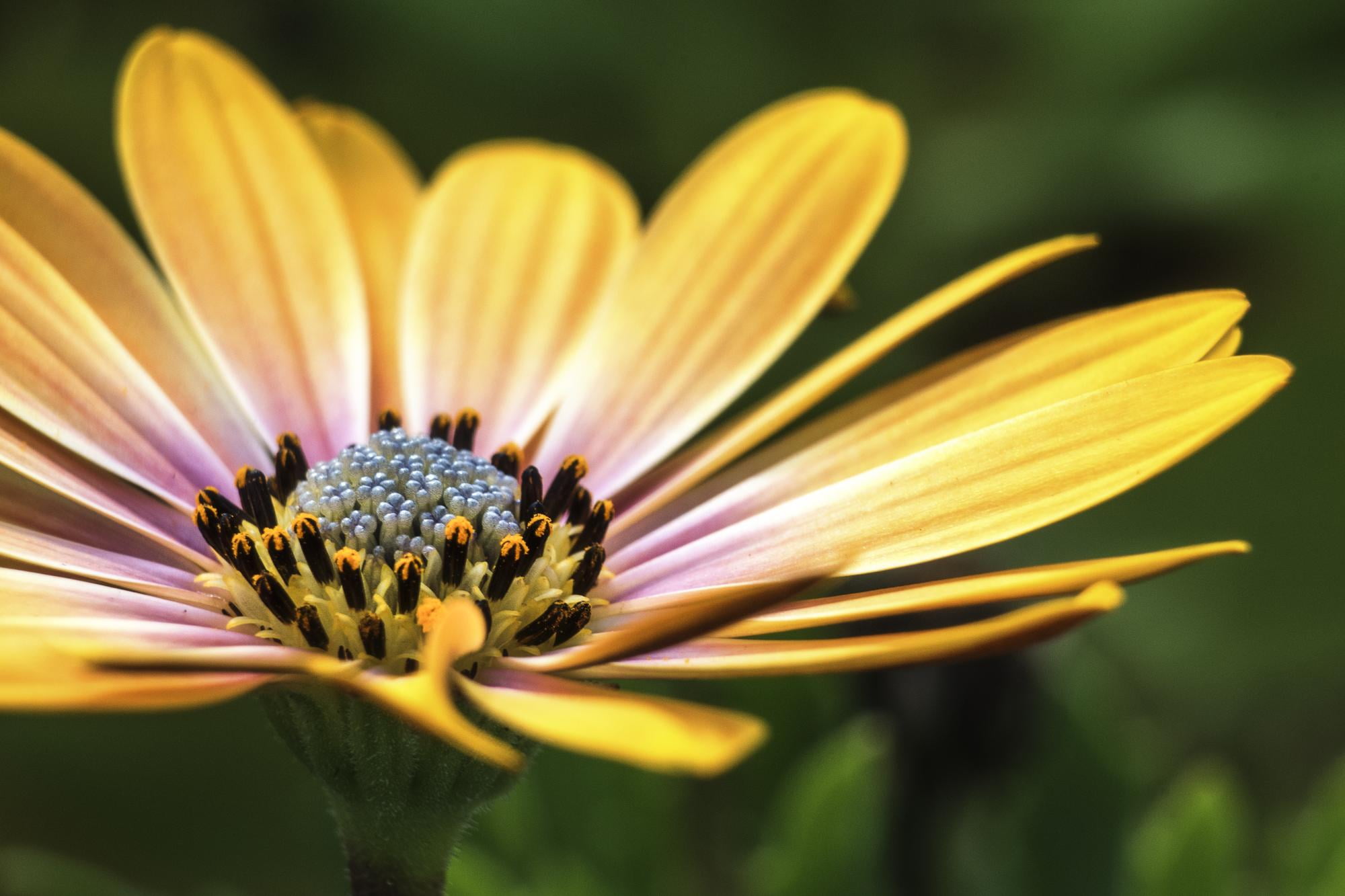 color, flower Head, blossom, passion, beauty In Nature, petal, macro, softness, single Flower, selective focus, plant, yellow, flower, focus, bloom, fleur, HD Wallpaper