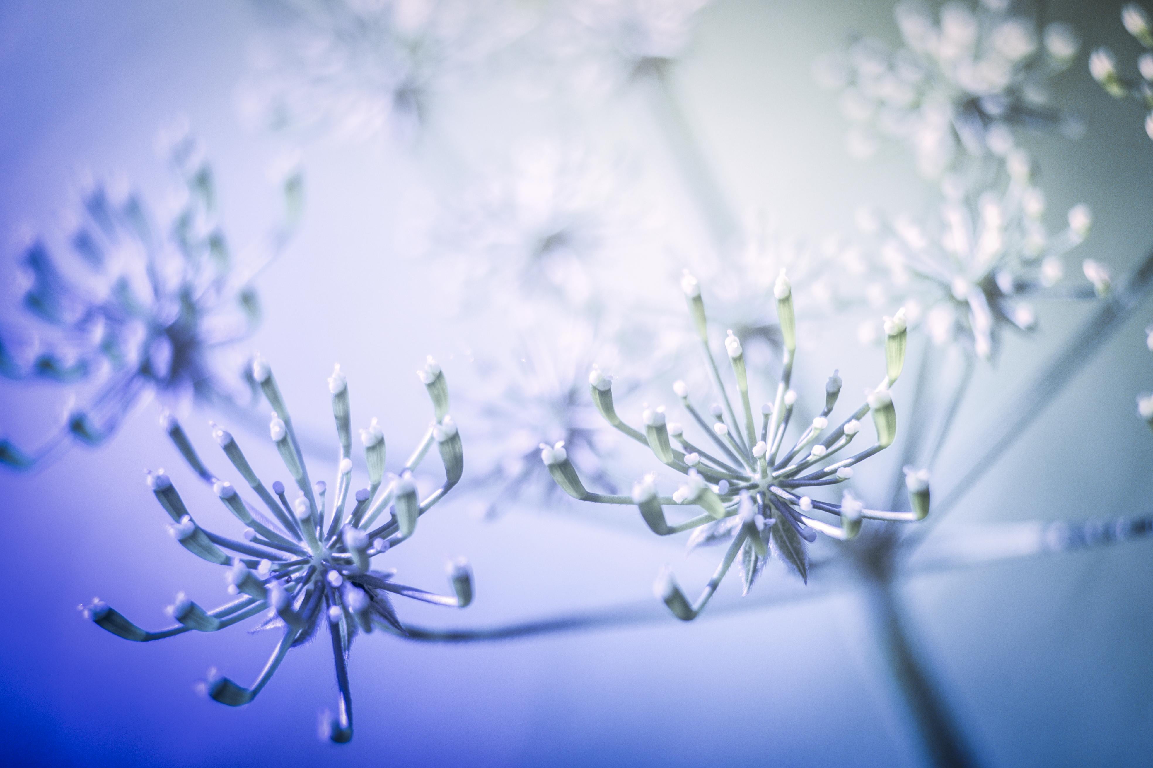 lens, decoration, white, snow, tilt shift lens, photography, Nikon  D750, 4K, tilt, snowflake, shift, close-up, bokeh, flowers, christmas, winter, HD Wallpaper