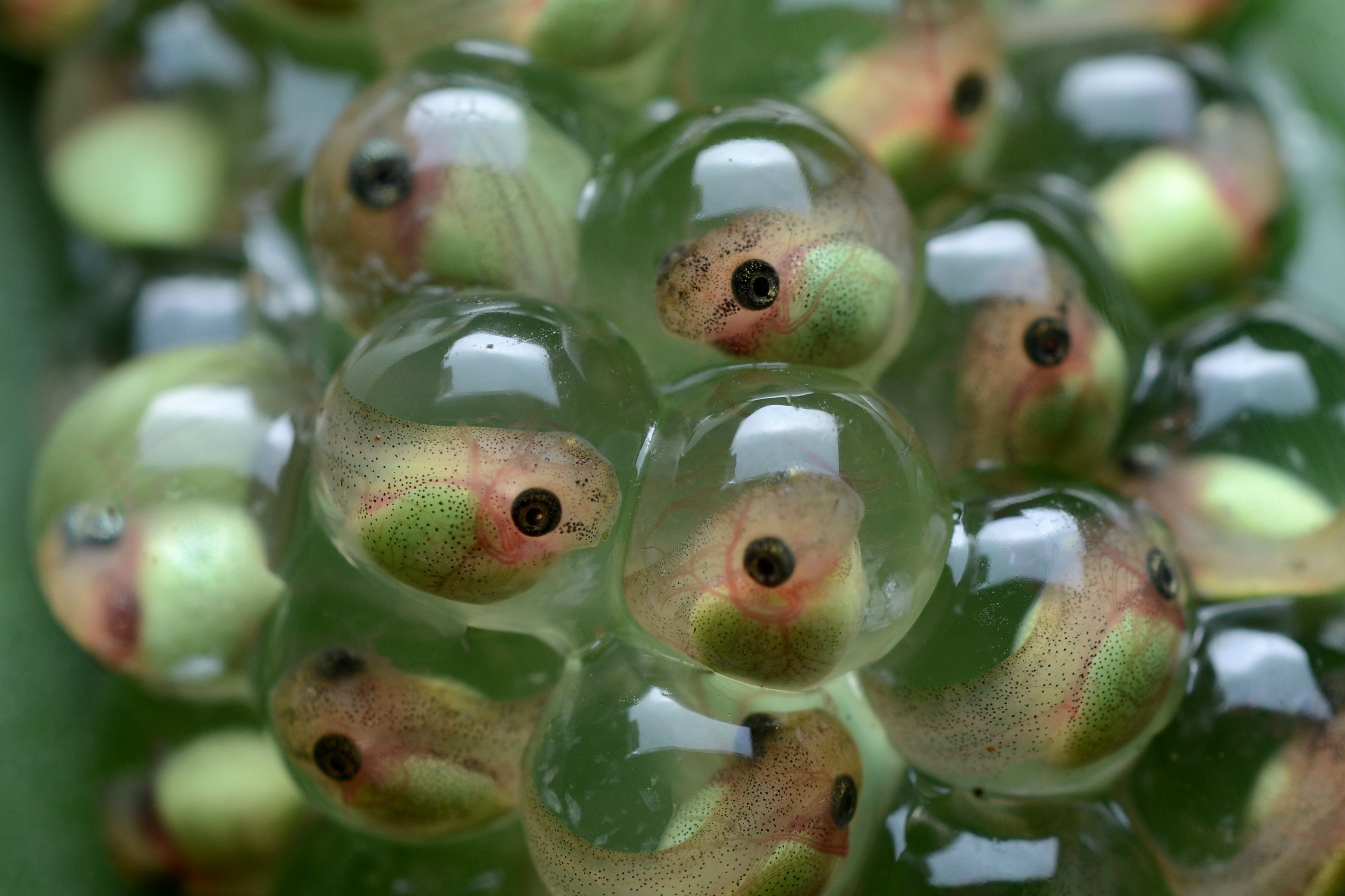 rana, 2K, animalses, renacuajos, huevos, HD Wallpaper