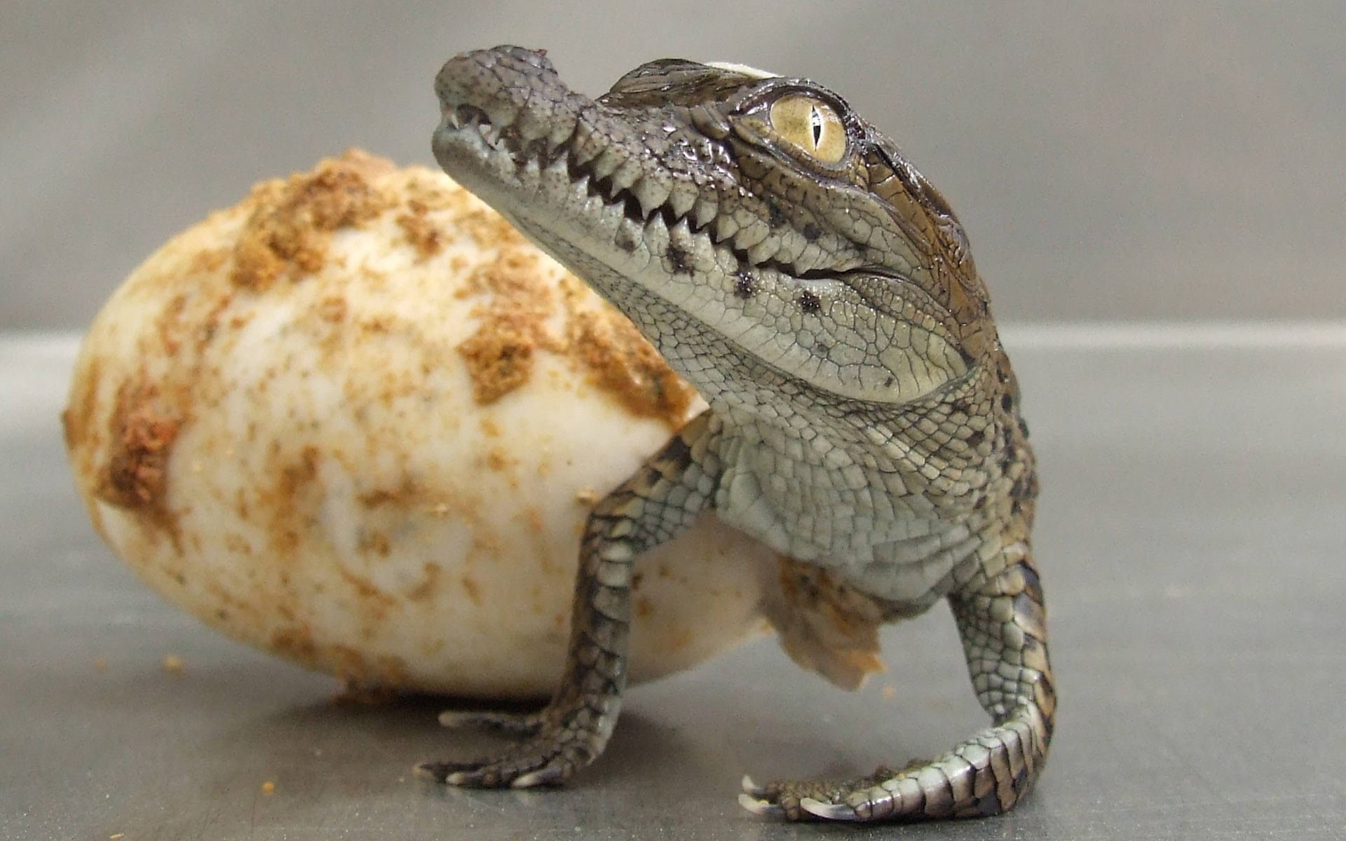 nature, animal scale, animals in the wild, lizard, indoors, animal body part, reptile, close-up, no people, one animal, animal, iguana, Cocodrilo, selective focus, HD Wallpaper