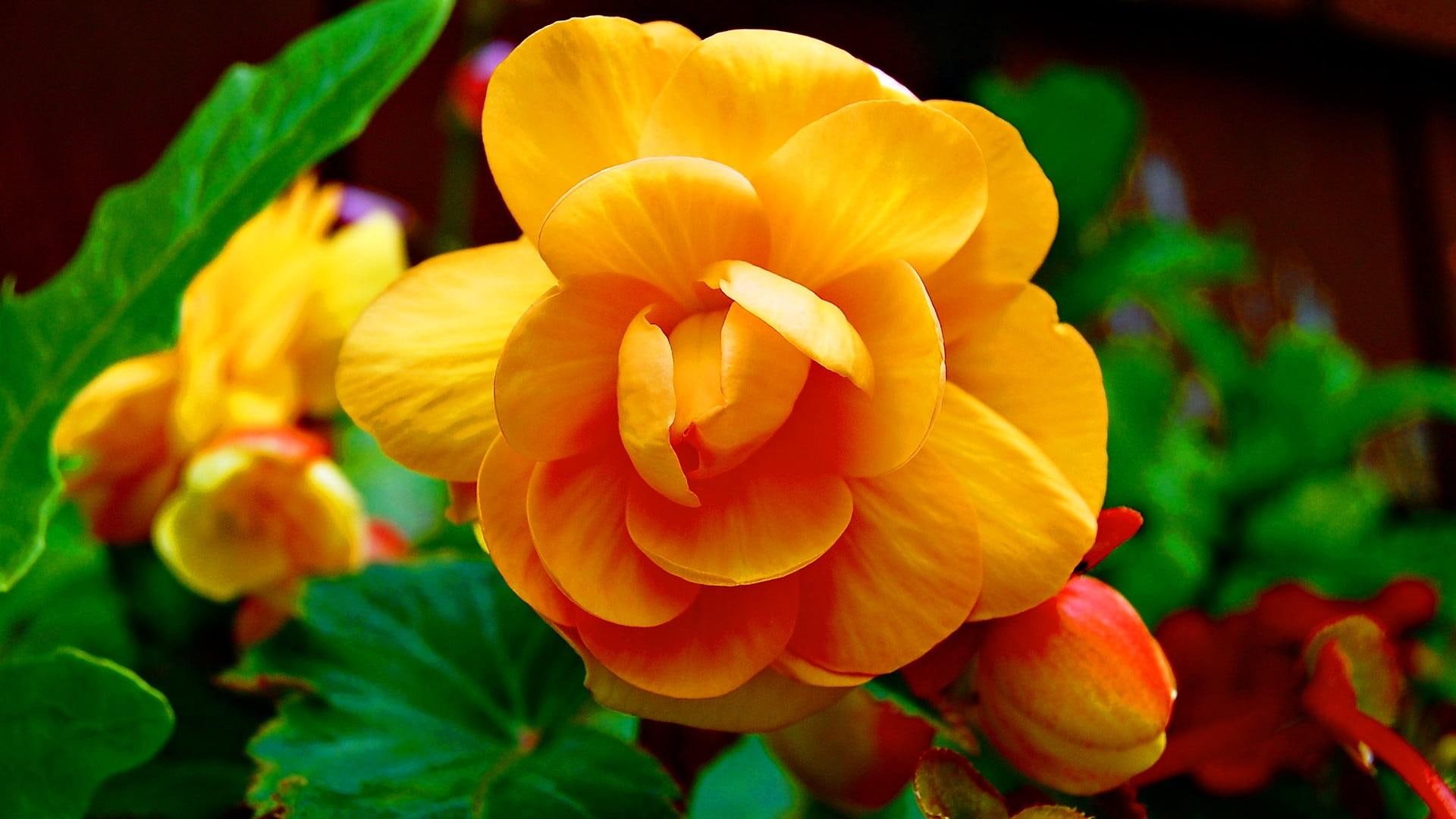 hd, hermosa, flower, yellow, beautiful, flor, 1080P, 3d and abstract, amarilla, HD Wallpaper