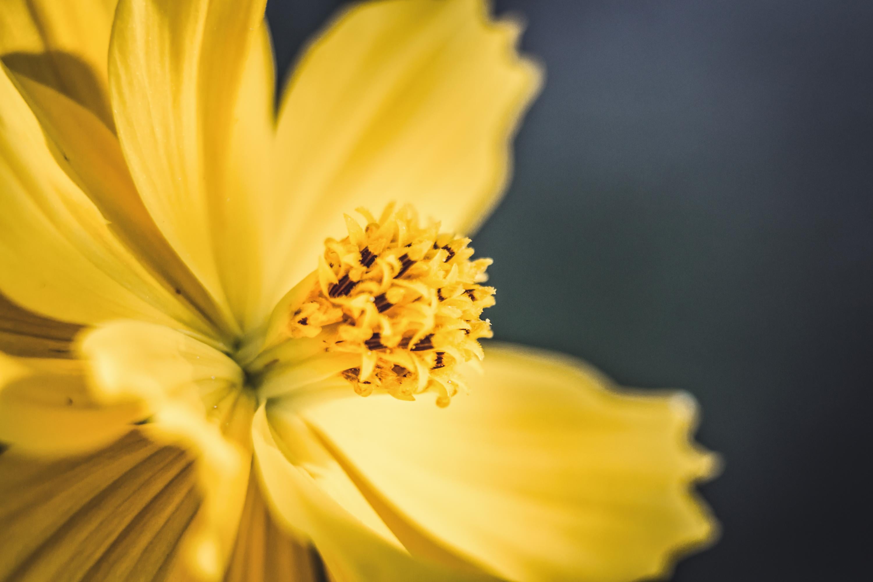soft, softness, plaisir, peace, nature, yellow, perfume, scent, photography, Nikon D750, Jaune, happiness, flower, petal, 2K, tour  de  France, quiet, HD Wallpaper