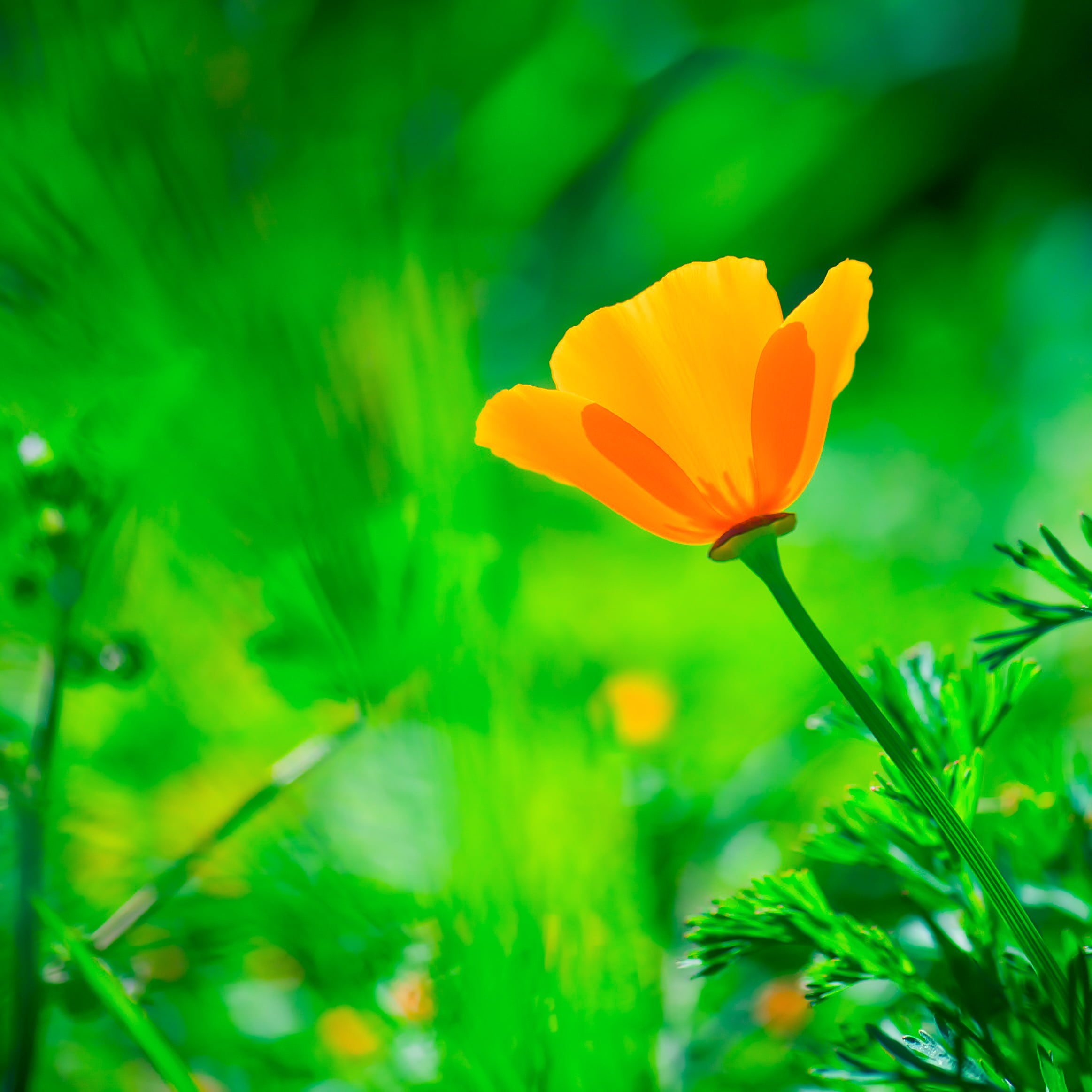 Eschscholzia californica, summer, garden, macro, photography, petal, d700, field, California poppy, 105mm, plant, micro, pollen, nectar, 1080P, petaled, Phone HD Wallpaper