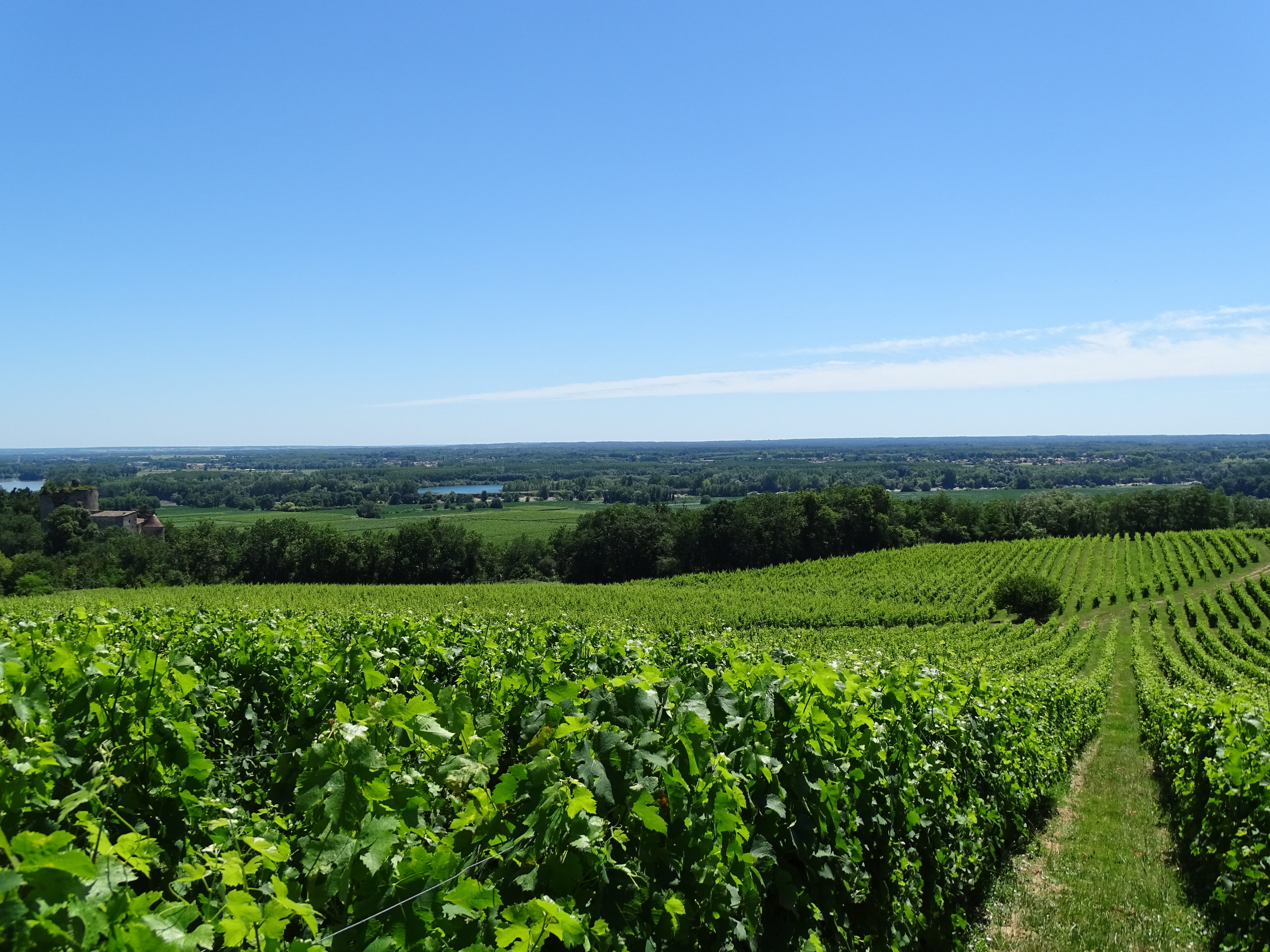 plantation, plant, landscape, bordeaux, nature, outdoors, day, agriculture, vineyard, green color, crop, grapes, tranquility, rural scene, no people, beauty in nature, HD Wallpaper