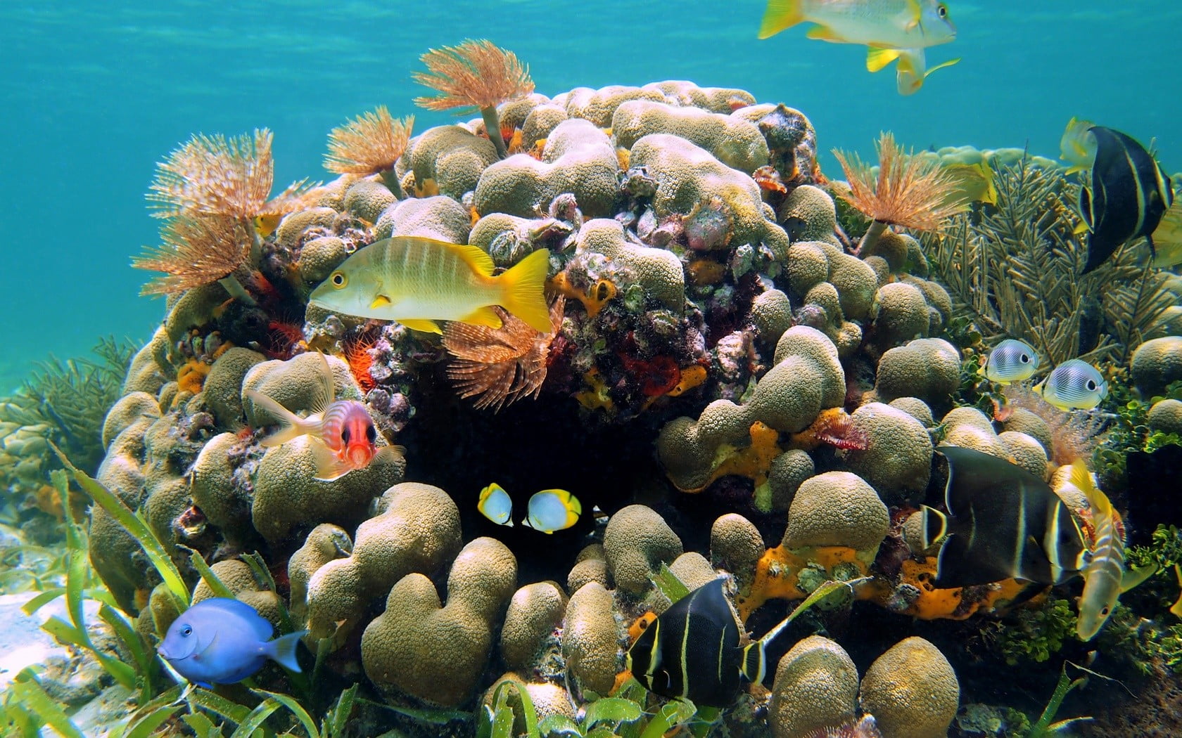 nature, animal themes, marine, swimming, plant, undersea, underwater, animal wildlife, group of animals, invertebrate, water, brown, no people, fish, animal, HD Wallpaper