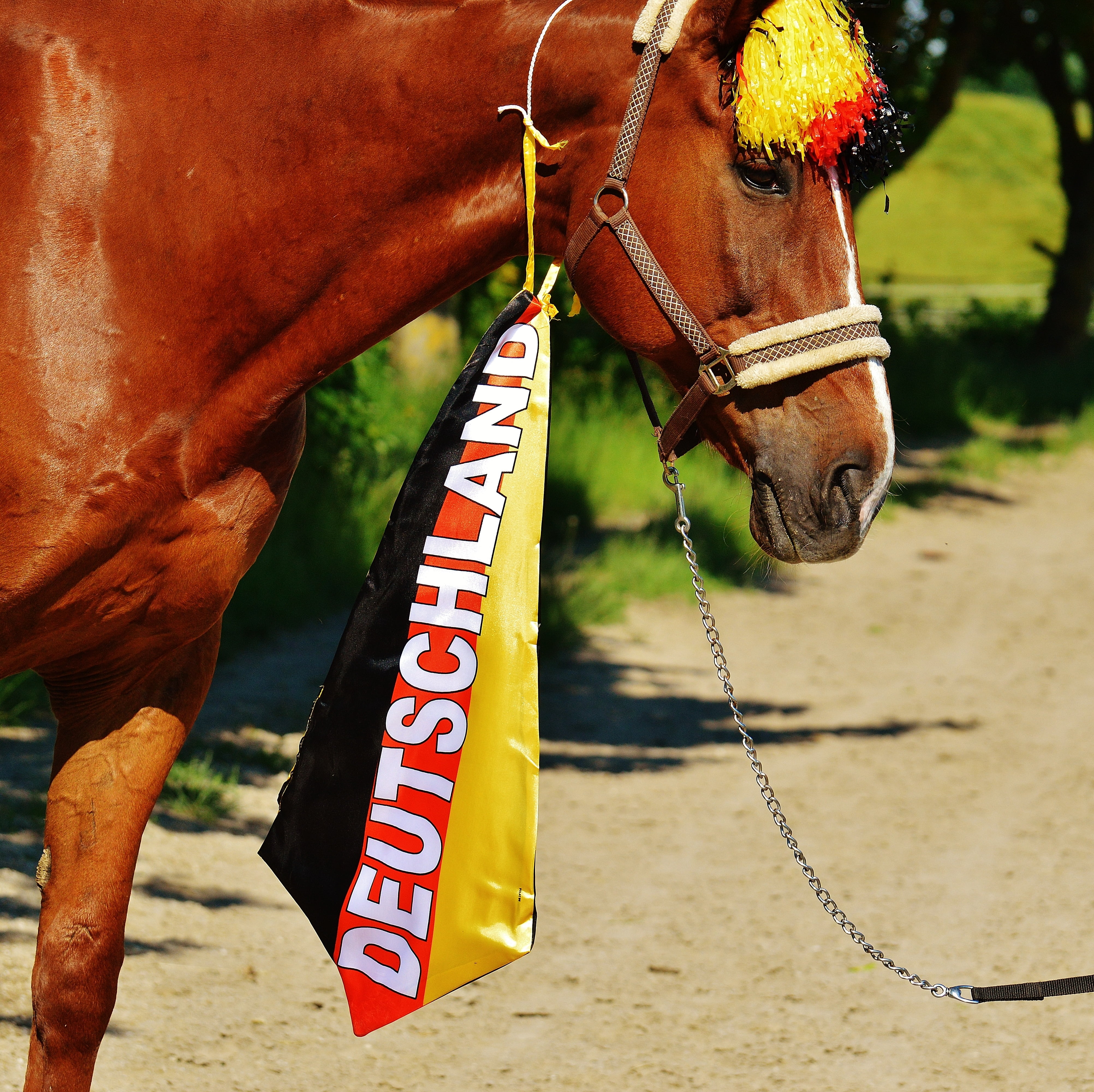 herbivorous, animal wildlife, european championship, day, football, domestic, competition, bridle, world championship, pets, domestic animals, one animal, HD Wallpaper