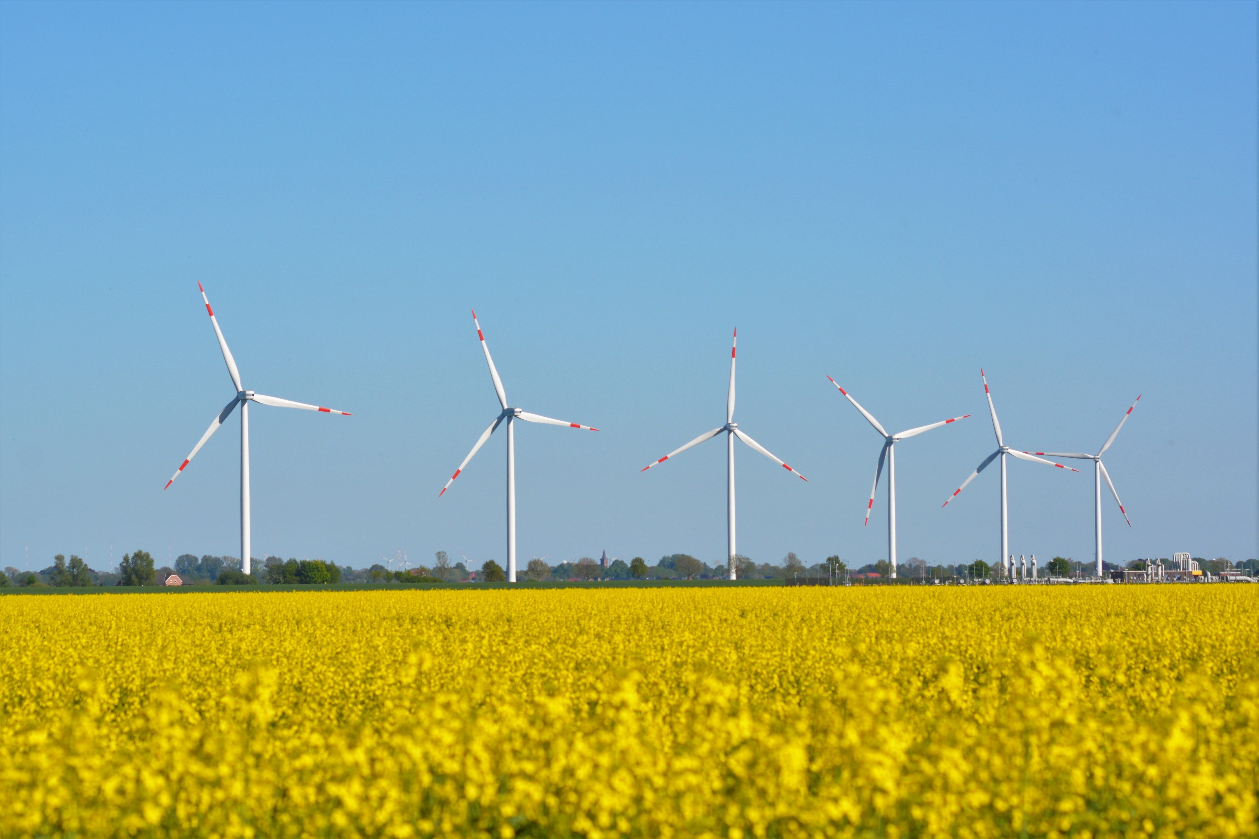 renewable energy, beauty in nature, nature, field of rapeseeds, sustainable resources, dollart, fuel and power generation, wind power, flower, power supply, HD Wallpaper