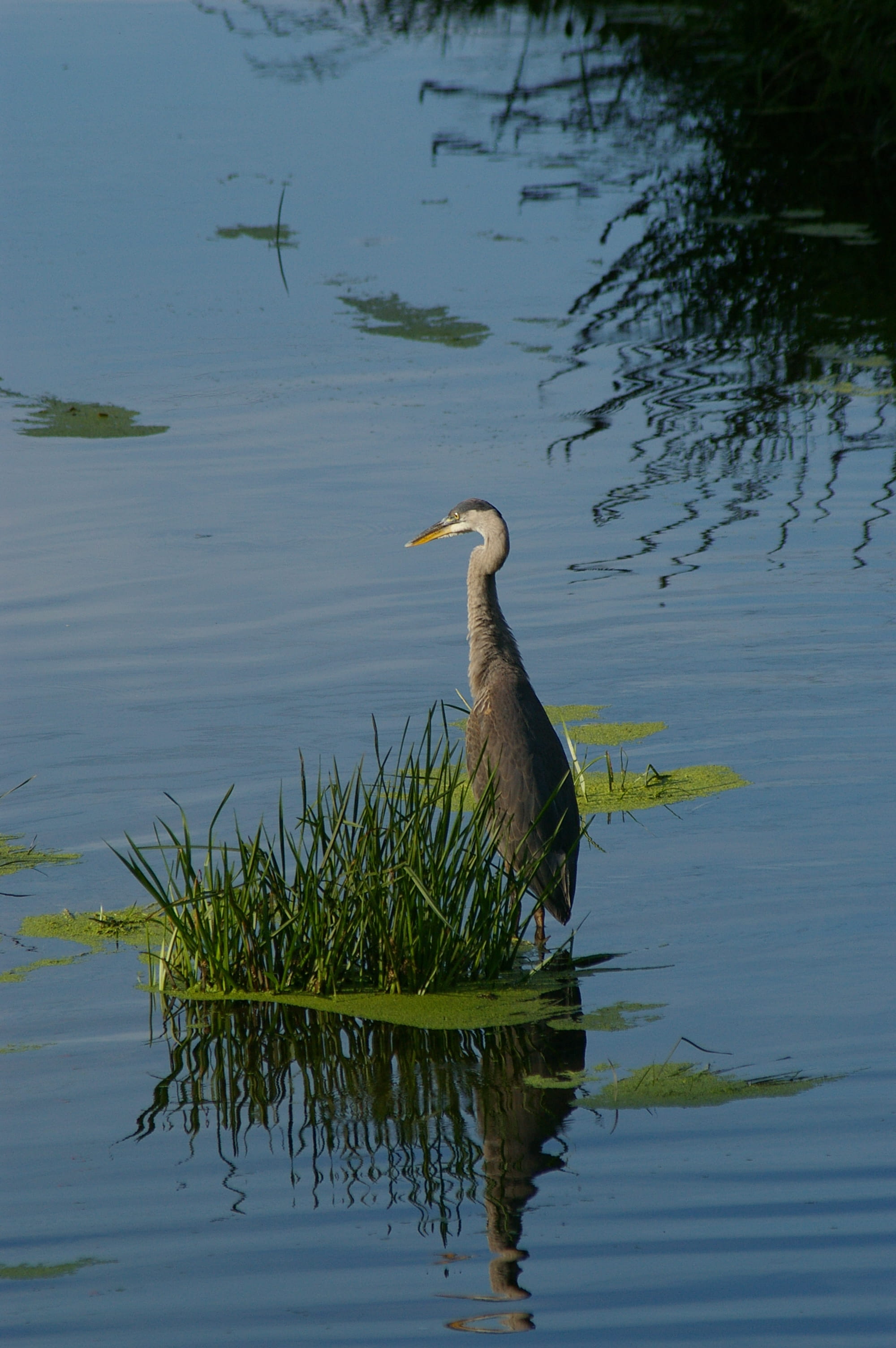 heron, 2K, one animal, bird, day, animal wildlife, gray heron, animals in the wild, waterfront, great blue heron, vertebrate, aquatic bird, animal themes, Phone HD Wallpaper