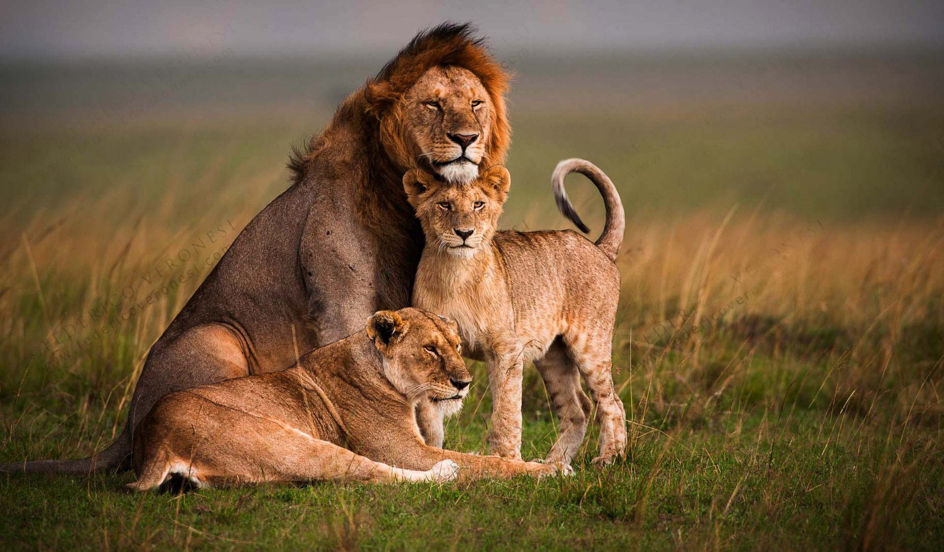 two animals, 1080P, animal wildlife, lioness, lion cub, safari, grass, animal family, animal themes, no people, vertebrate, group of animals, nature, mammal, HD Wallpaper