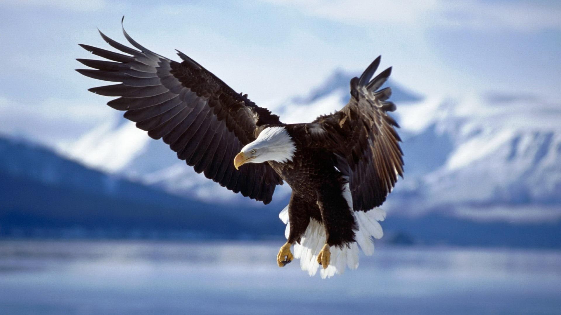 animals, americana, bonita foto, aguila, 1080P, HD Wallpaper