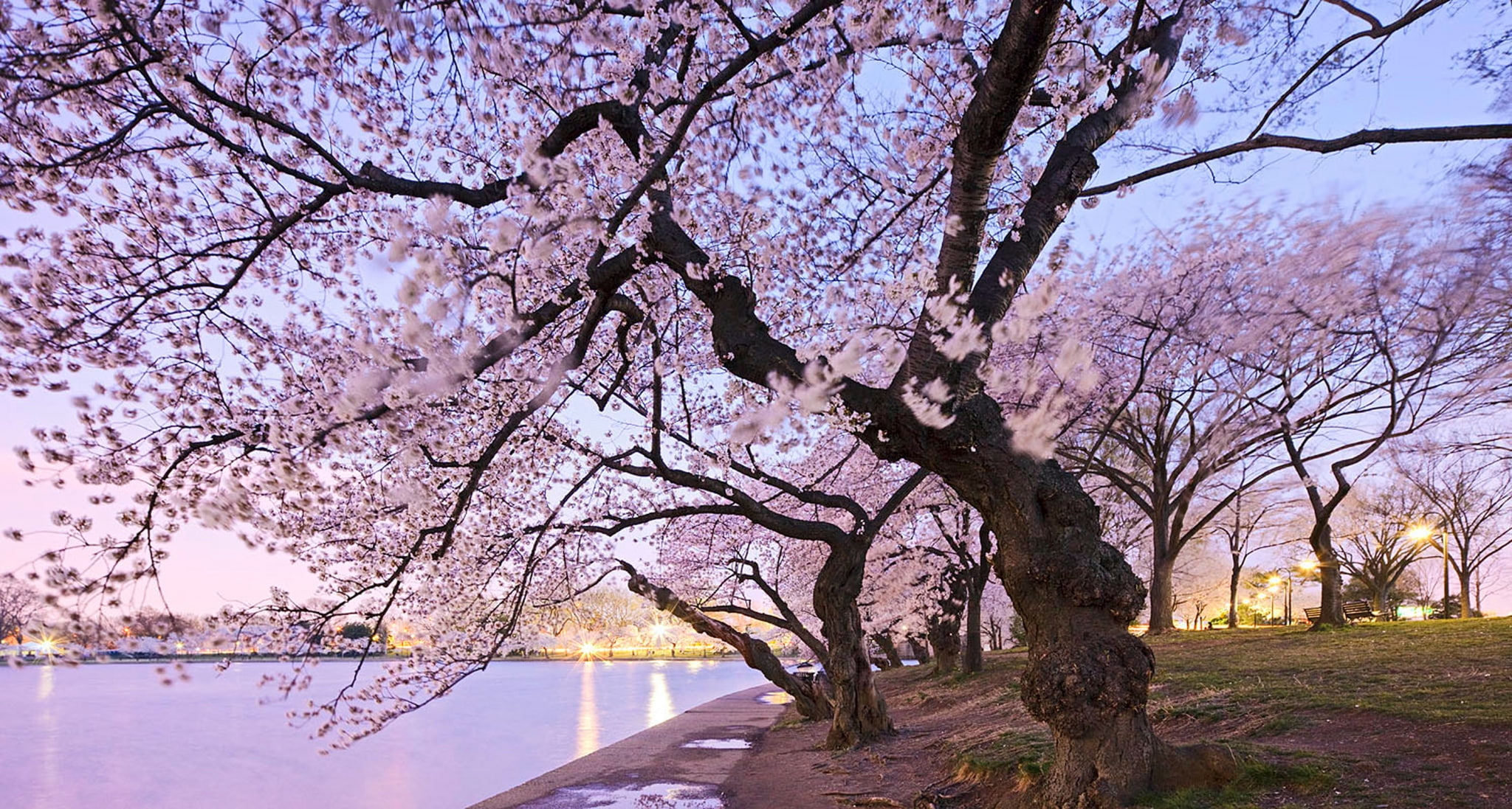 tree trunk, cherry blossom  screensaver, beauty in nature, flower, 1080P, tree, growth, pink color, park, spring, fragility, flowering plant, blossom, HD Wallpaper
