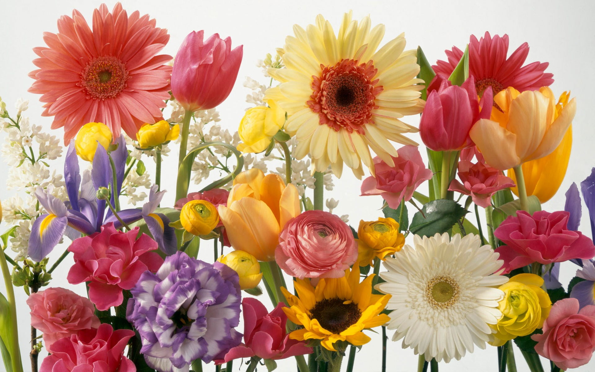 yellow, nature, flower, no people, close-up, 1080P, flowering plant, bouquet, spring screensavers and backgrounds, indoors, flower head, petal, fragility, HD Wallpaper
