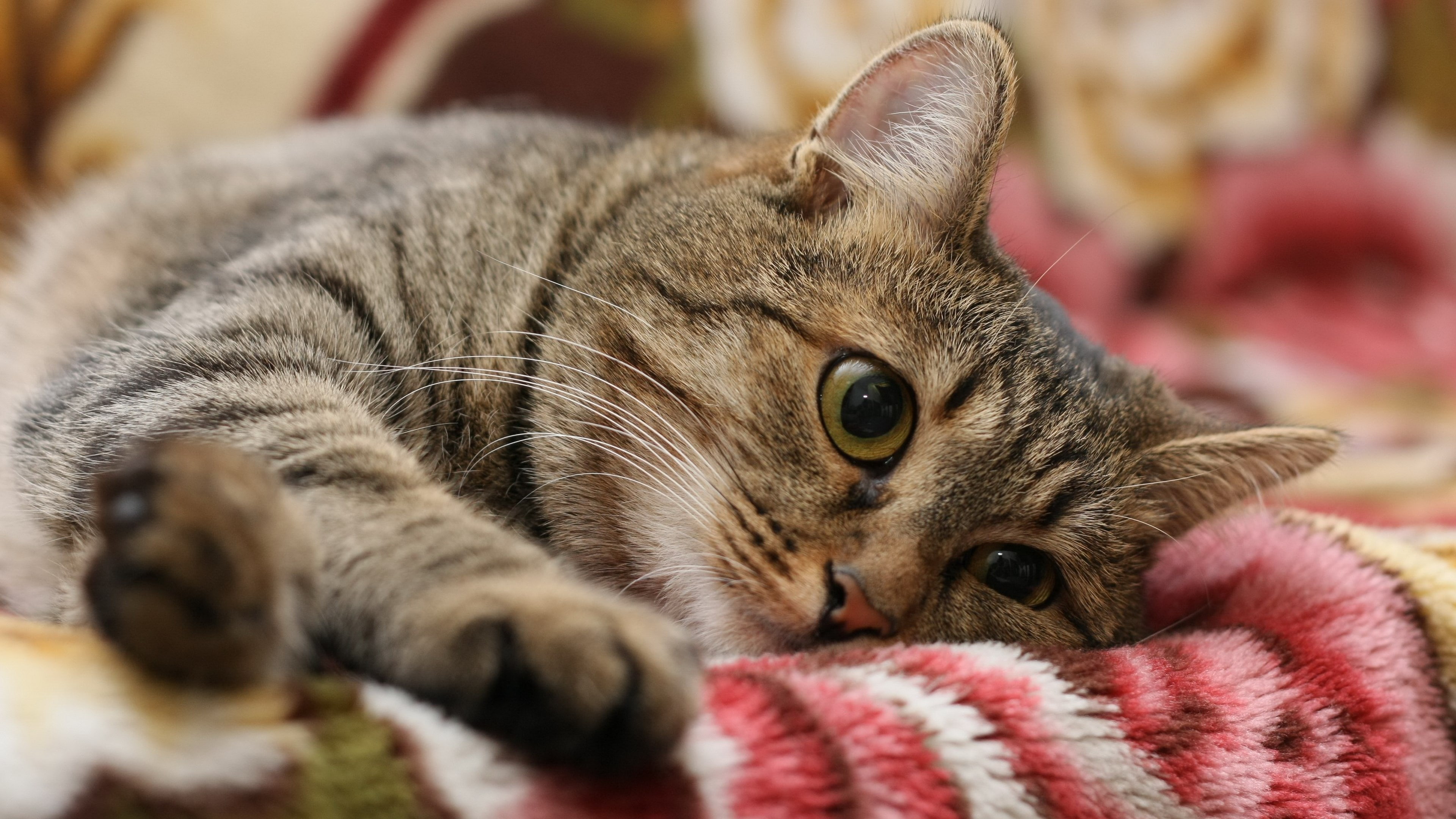 relaxation, looking at camera, domestic animals, animal body part, animal themes, no people, whisker, portrait, close-up, animal, animal eye, 4K, pets, HD Wallpaper