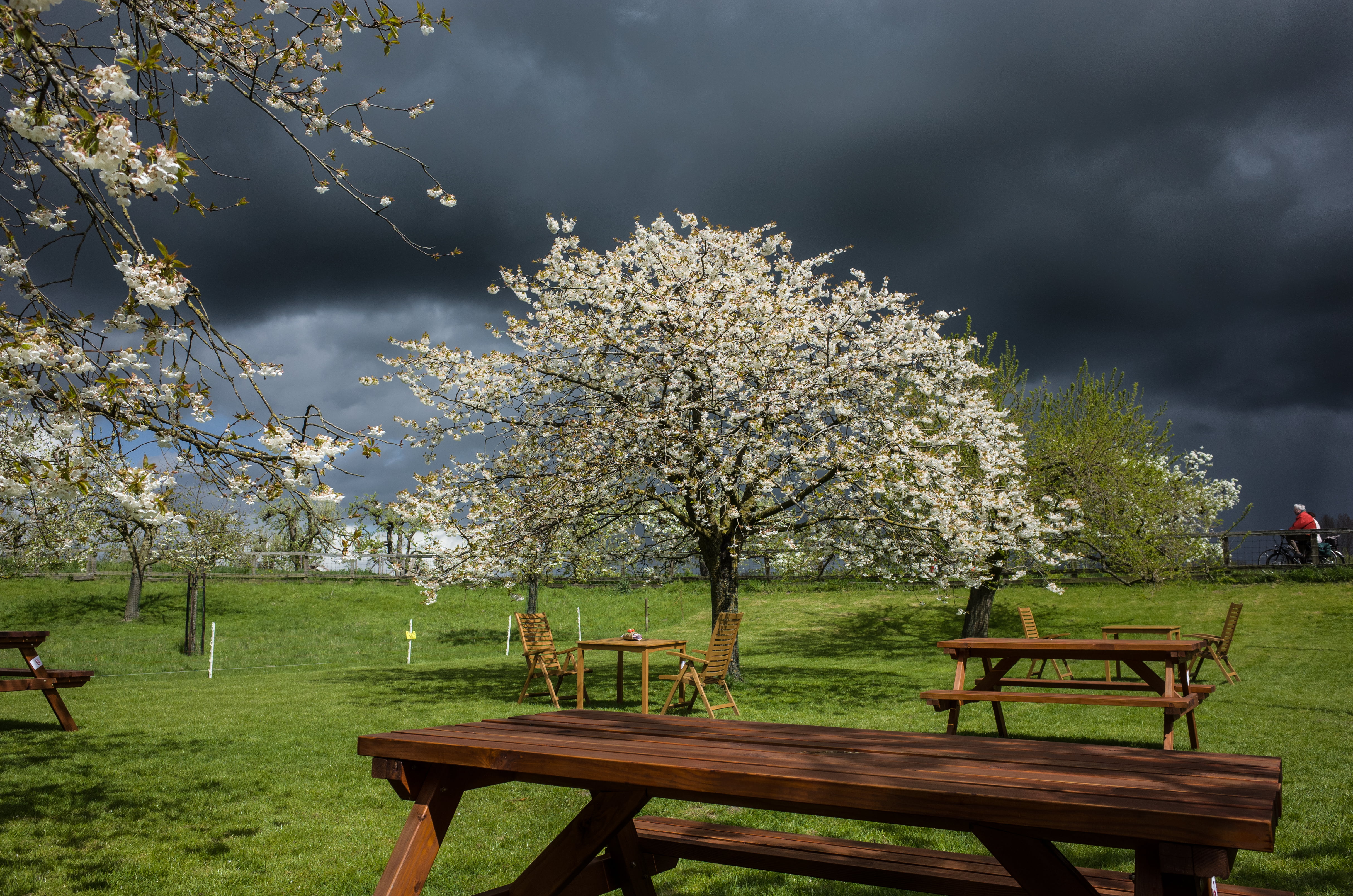 cherry, outdoors, 4K, tree, near, Ricoh GR II, bench, orchards, BandN, benches, nature, cherry blossom tree, blossom, HD Wallpaper