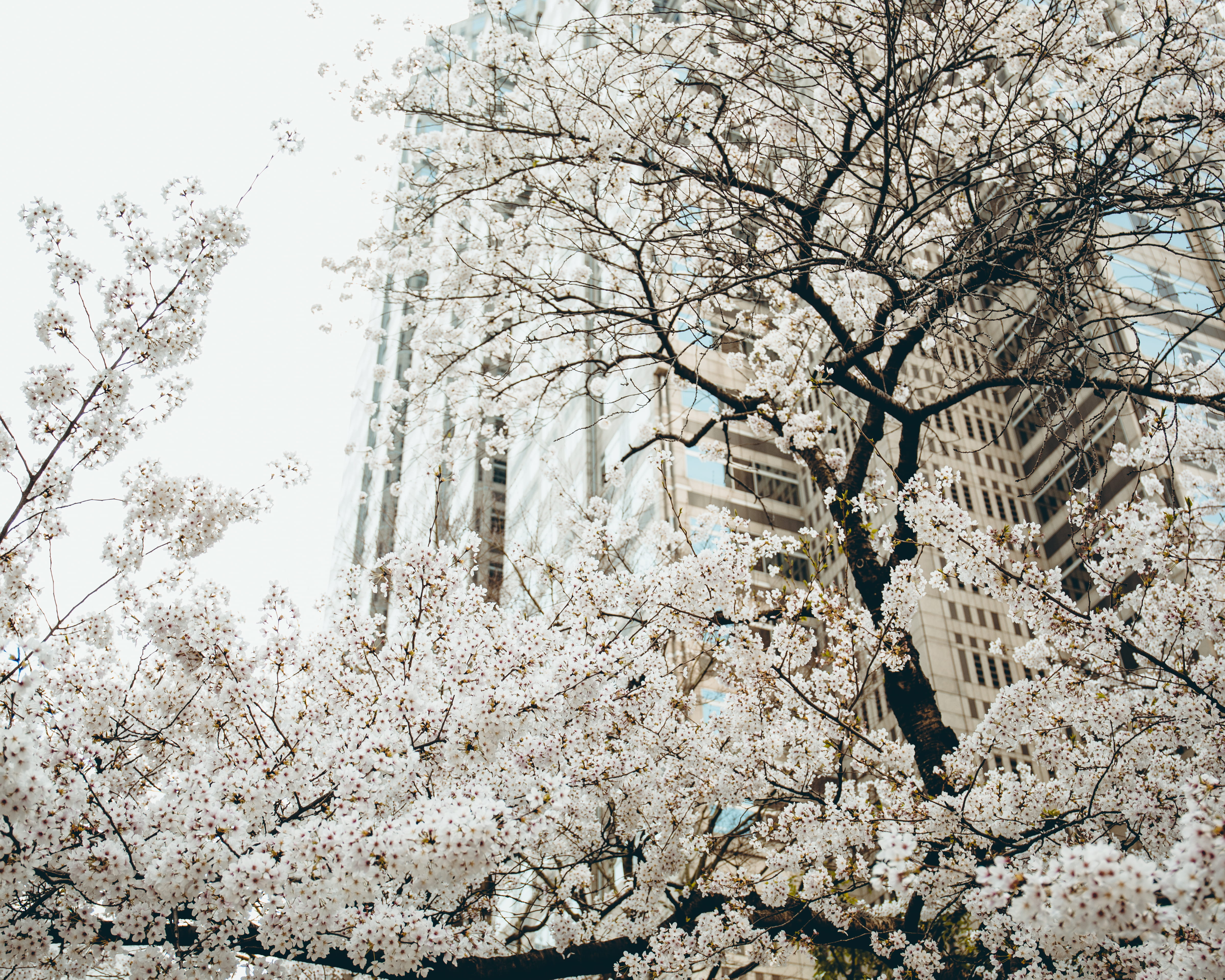 bare tree, tranquility, branch, low angle view, beauty in nature, city in spring, low, land, clear sky, skyscraper, sky, flora, japan, no people, tree, HD Wallpaper