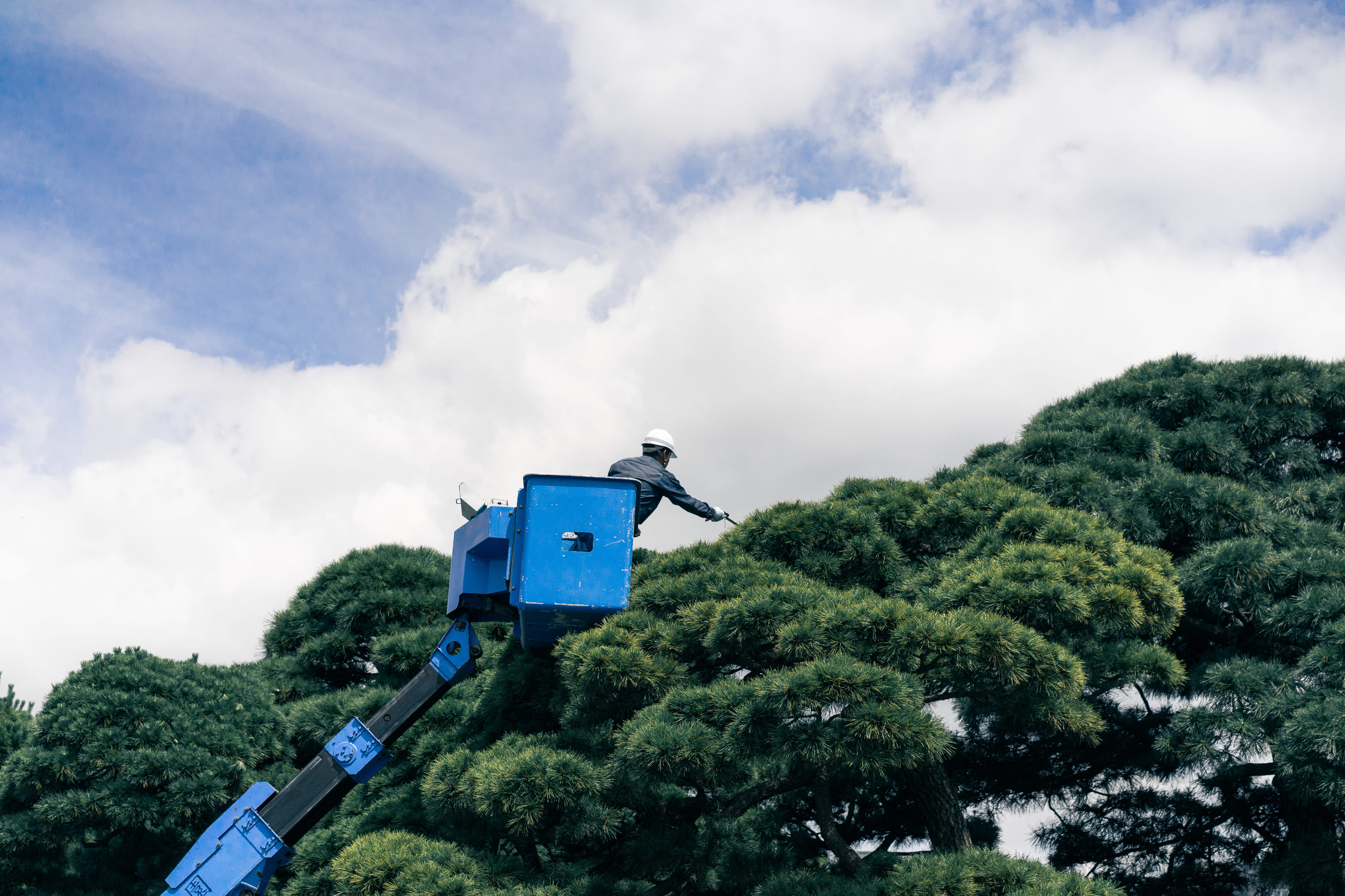 tree, nature, japan, architecture, plant, cloud - sky, forest, outdoors, sky, protection, foliage, day, trimming, growth, tokyo, green color, safety, scenics - nature, HD Wallpaper