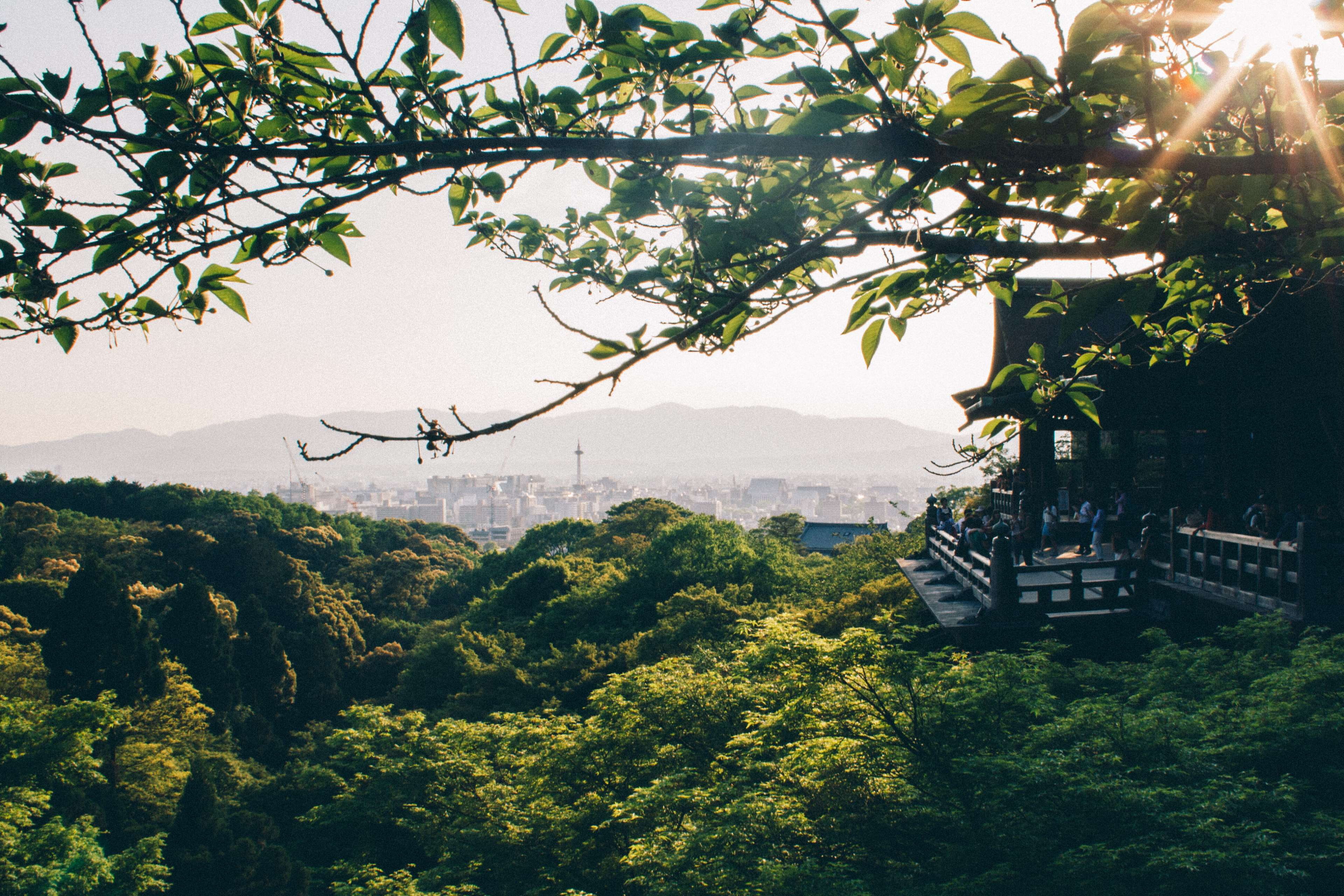 branch, day, sunlight, land, beauty in nature, kyoto, tranquility, japanese, 4K, golden lake, temple, sky, growth, mountain, non-urban scene, architecture, HD Wallpaper
