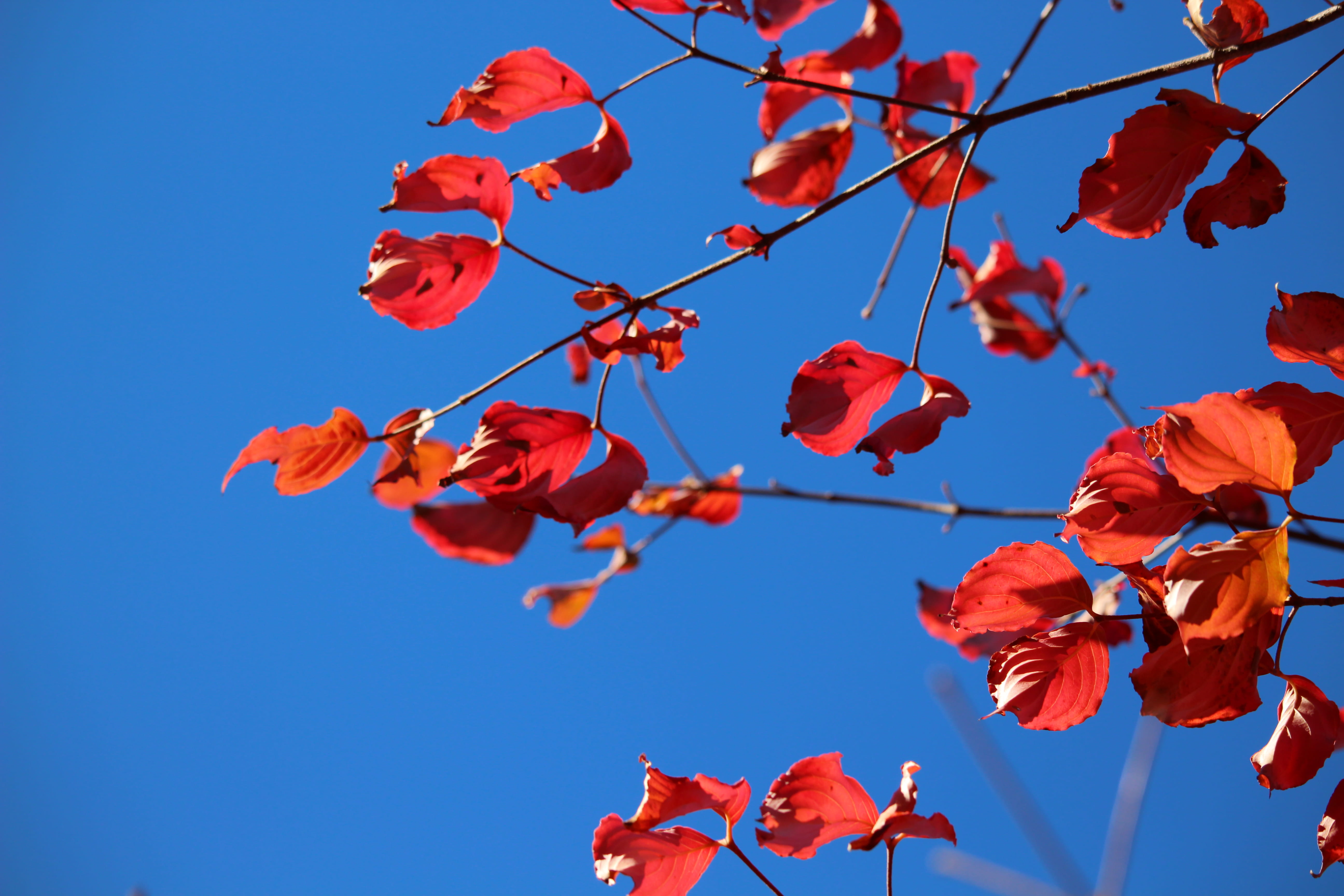 tree, clear sky, tokyo, blue, day, low angle view, ueno, lovely, no people, sunshine, fall, 5K, plant part, sky, plant, taitō, beautiful, sunlight, growth, HD Wallpaper