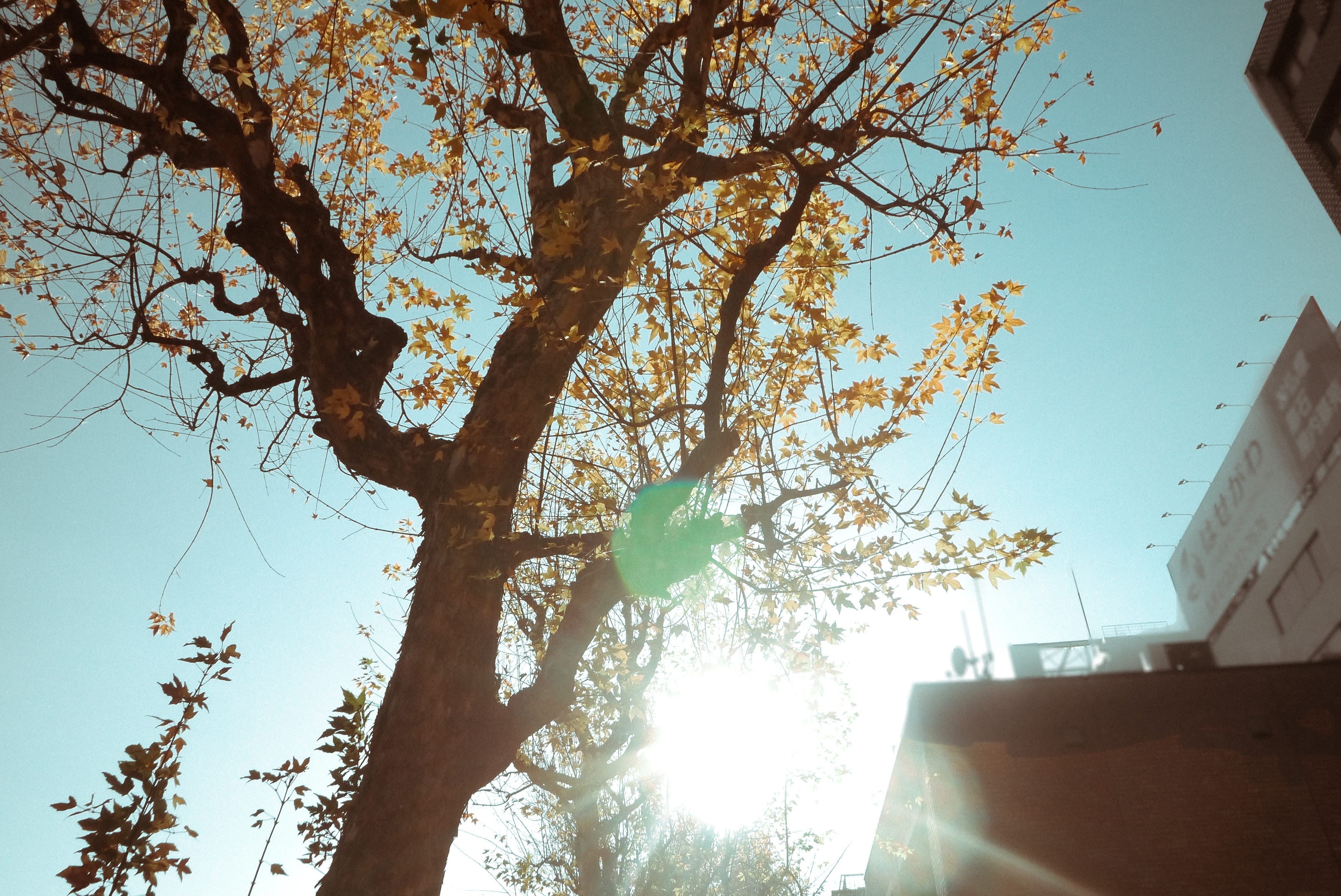 tokyo, plant, sky, growth, built structure, autumn, tree, sunlight, shinjuku, 2K, japan, nature, building, branch, tree trunk, low angle view, beauty in nature, HD Wallpaper